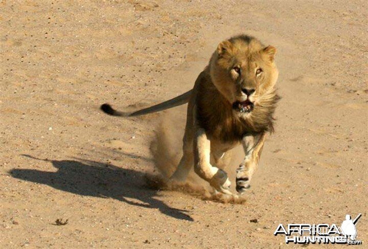 african lion safari ev charging