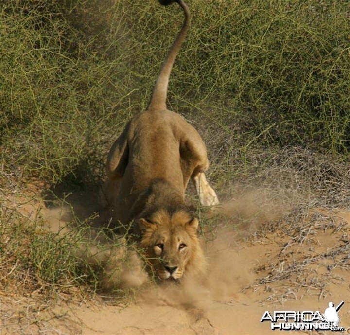 african lion safari ev charging