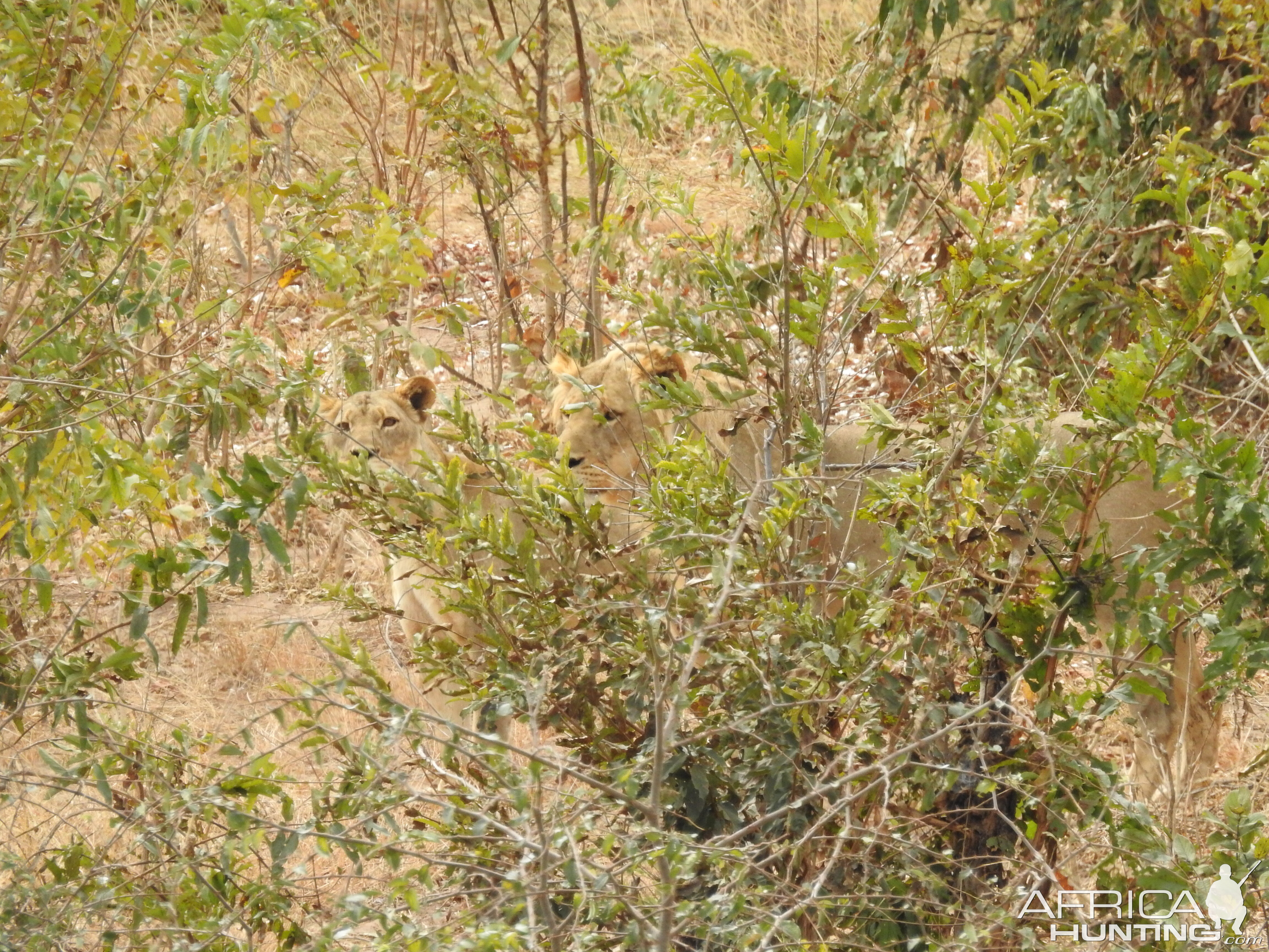 Lion Chobe National Park Botswana