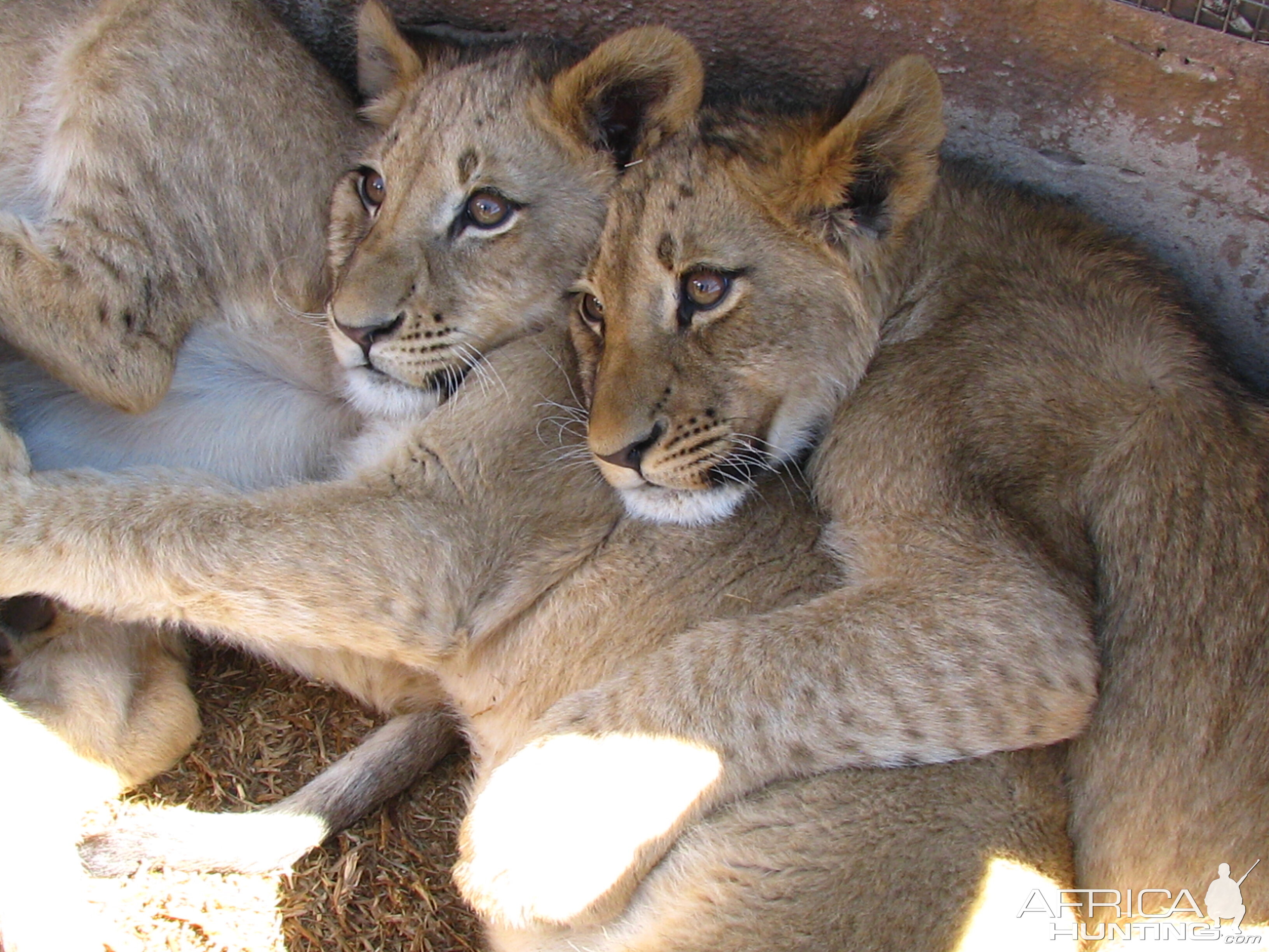 Lion cubs