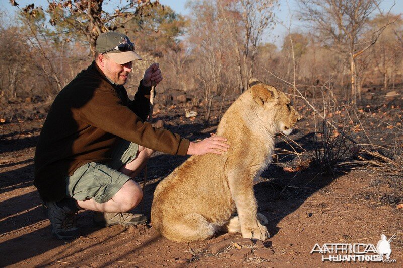 Lion encounter