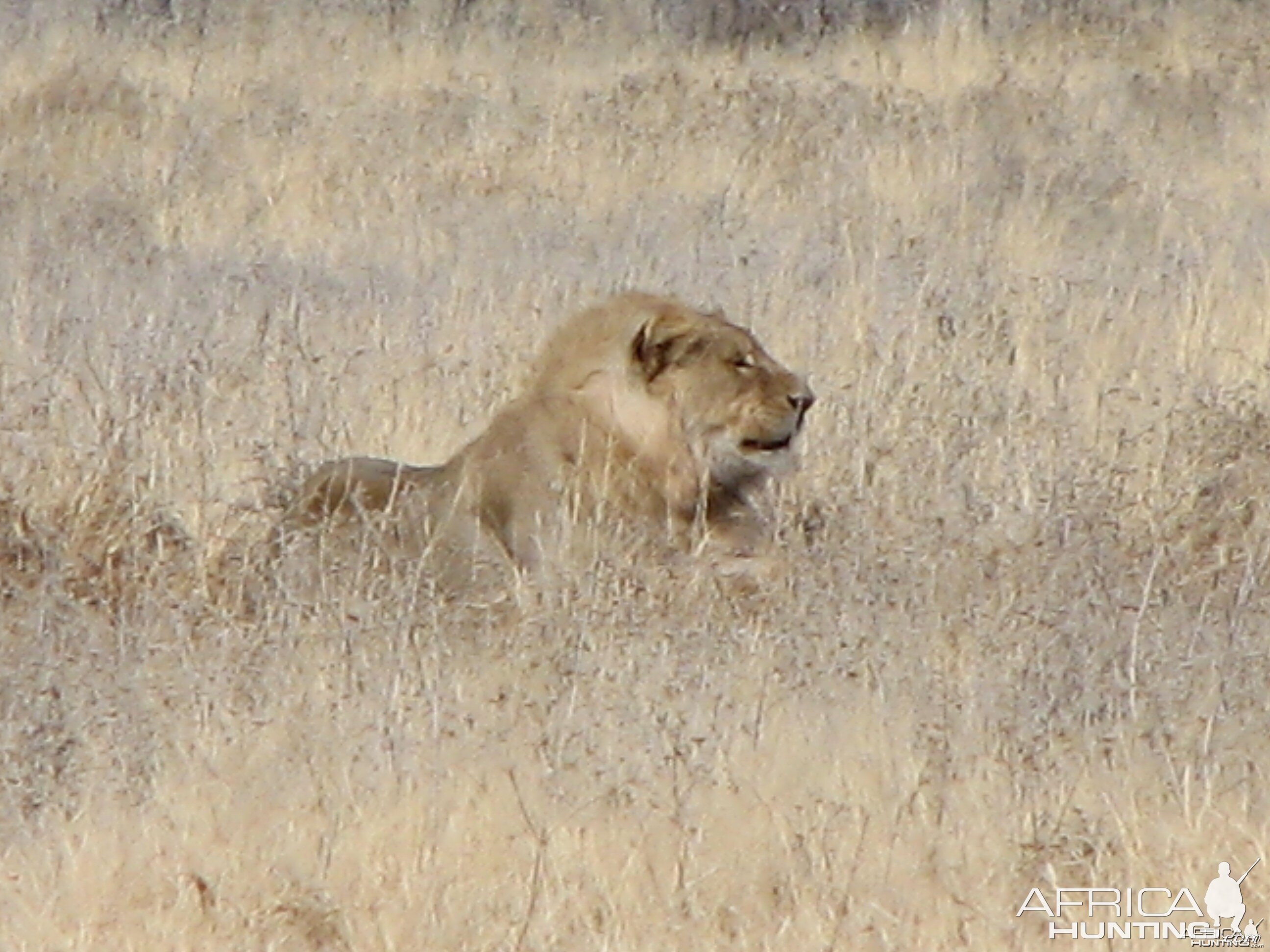 Lion Etosha Namibia