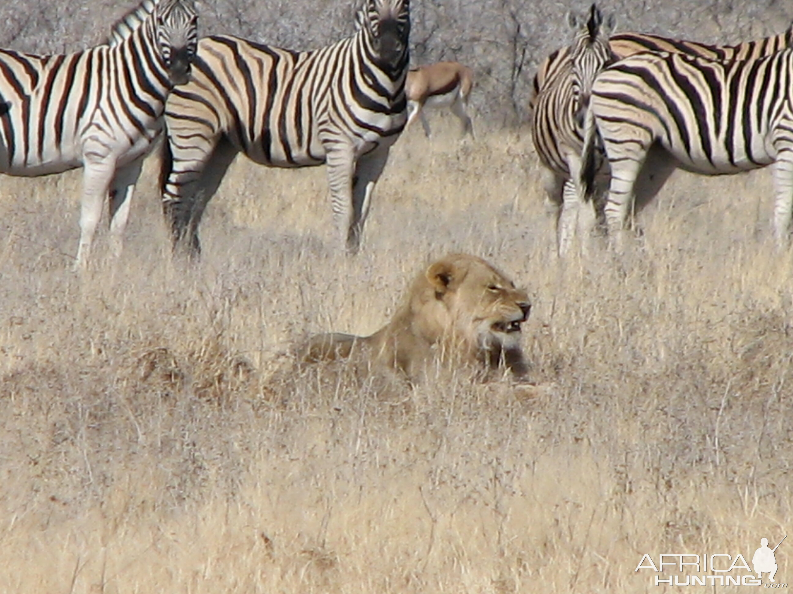 Lion Etosha Namibia