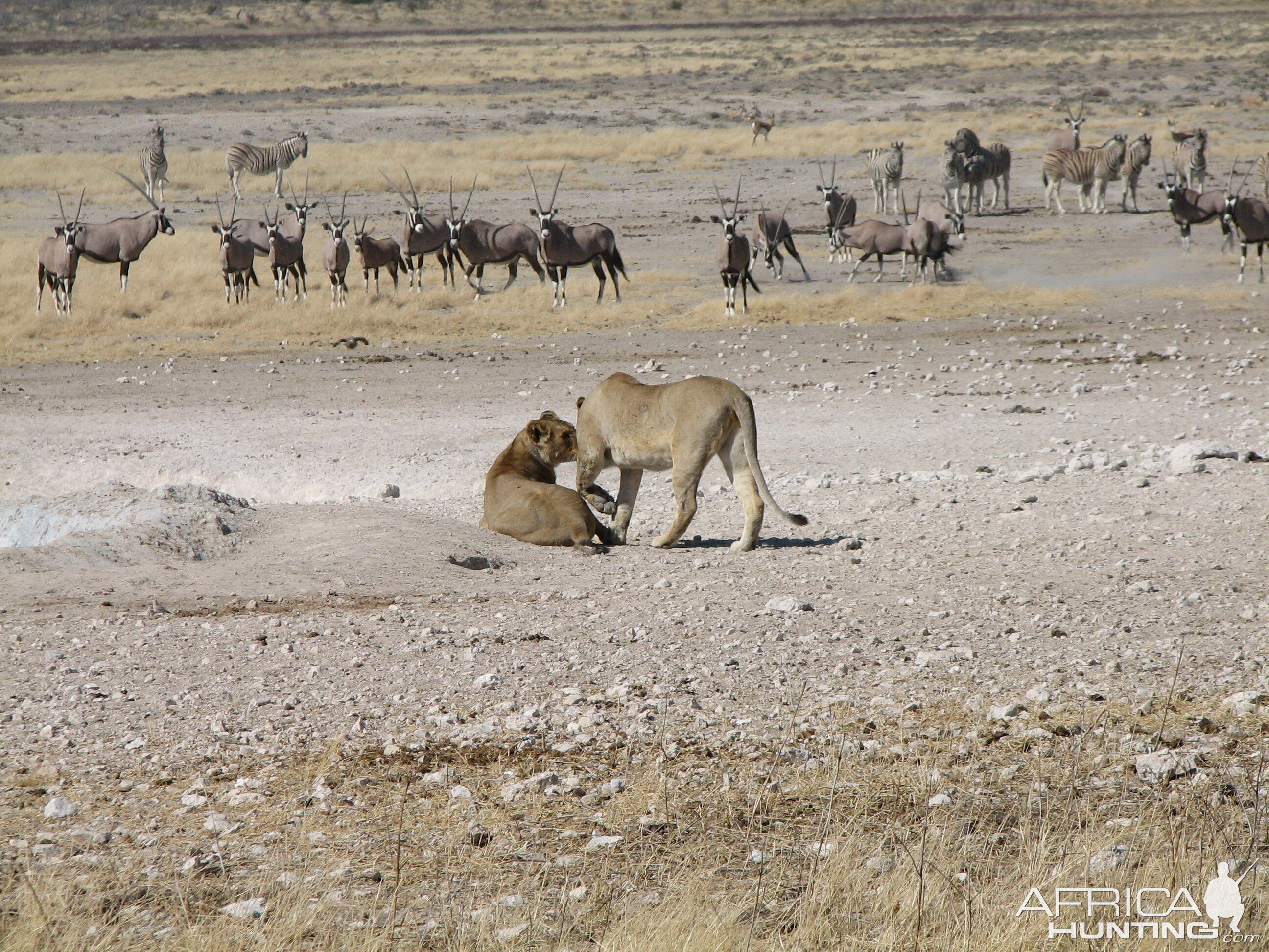 Lion Etosha Namibia