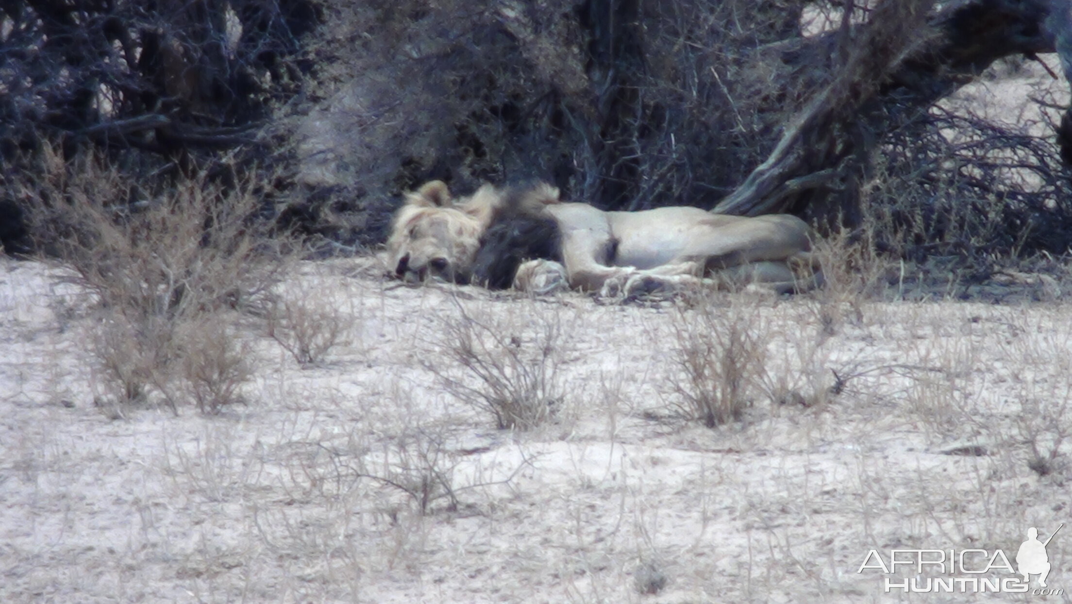 Lion Etosha Namibia