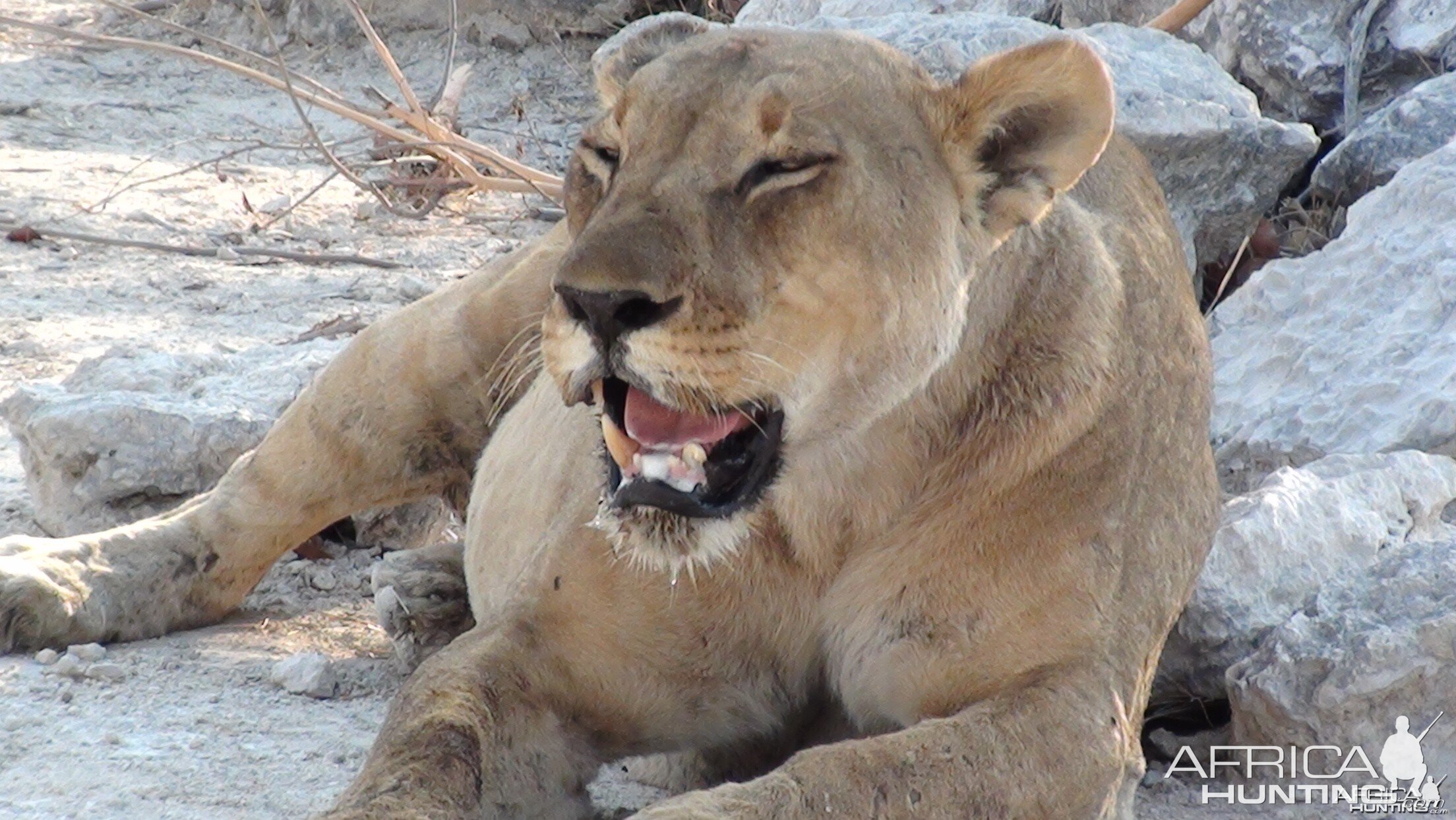 Lion Etosha Namibia