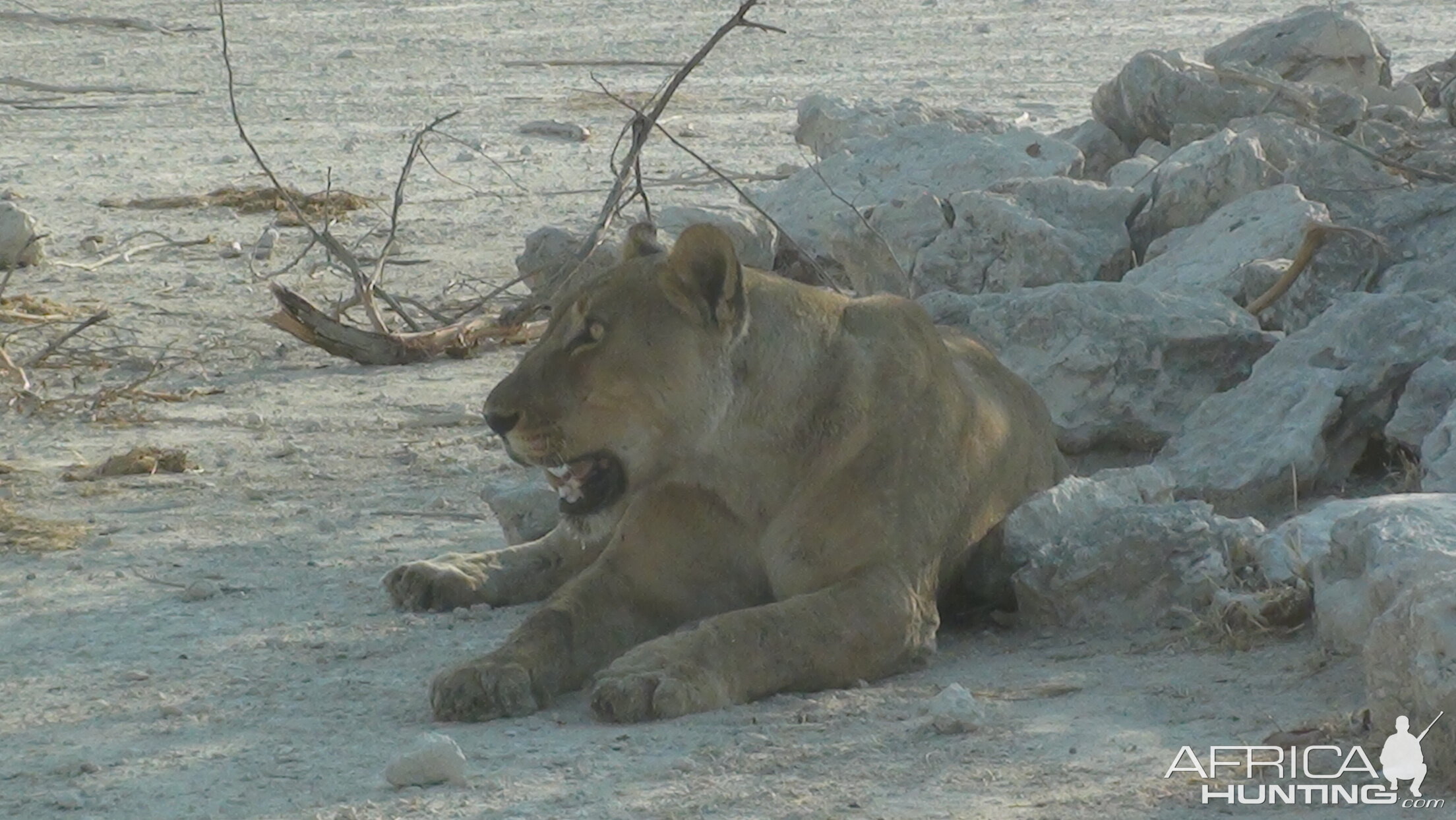 Lion Etosha Namibia