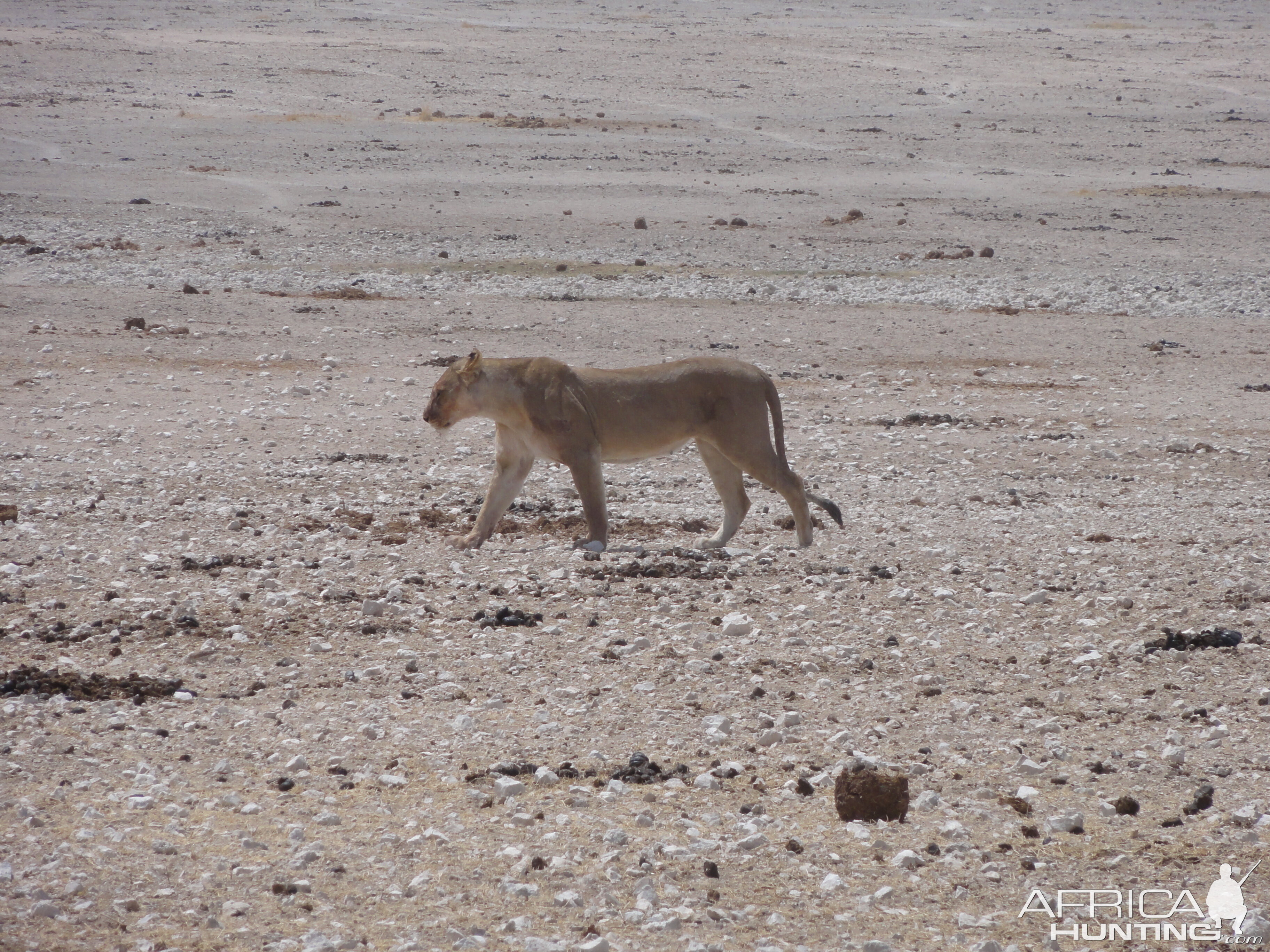 Lion Etosha Namibia