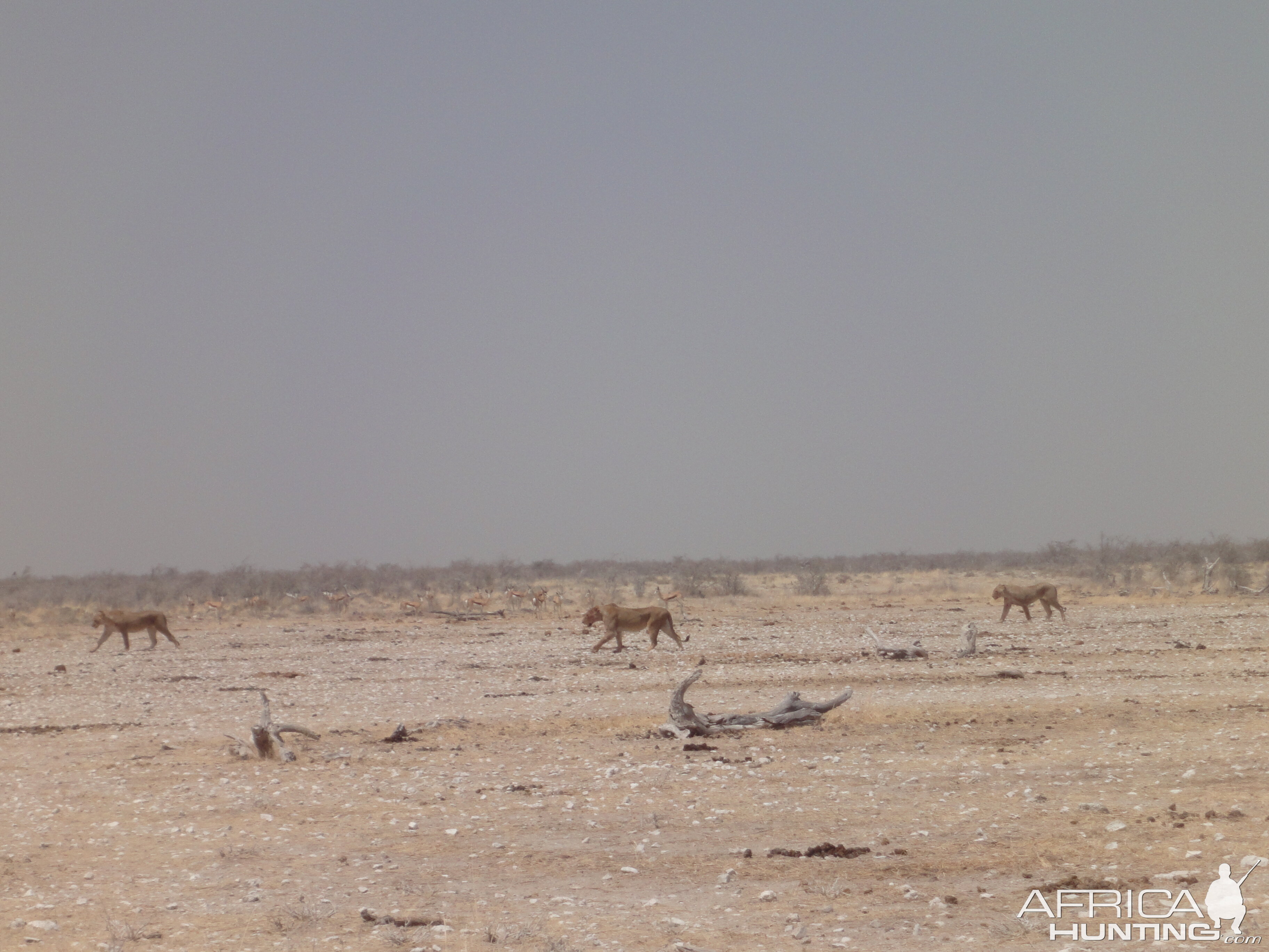 Lion Etosha Namibia