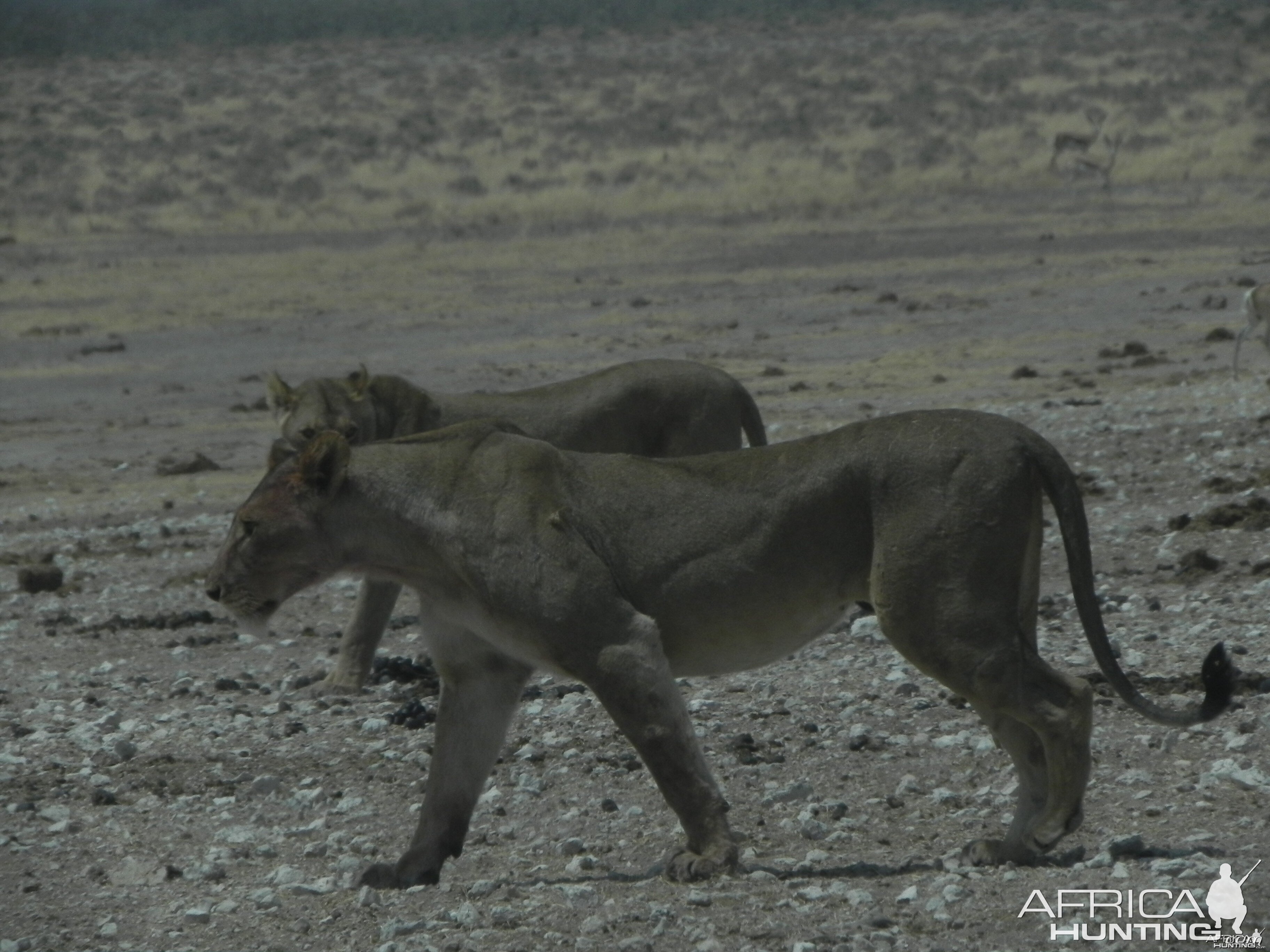 Lion Etosha Namibia