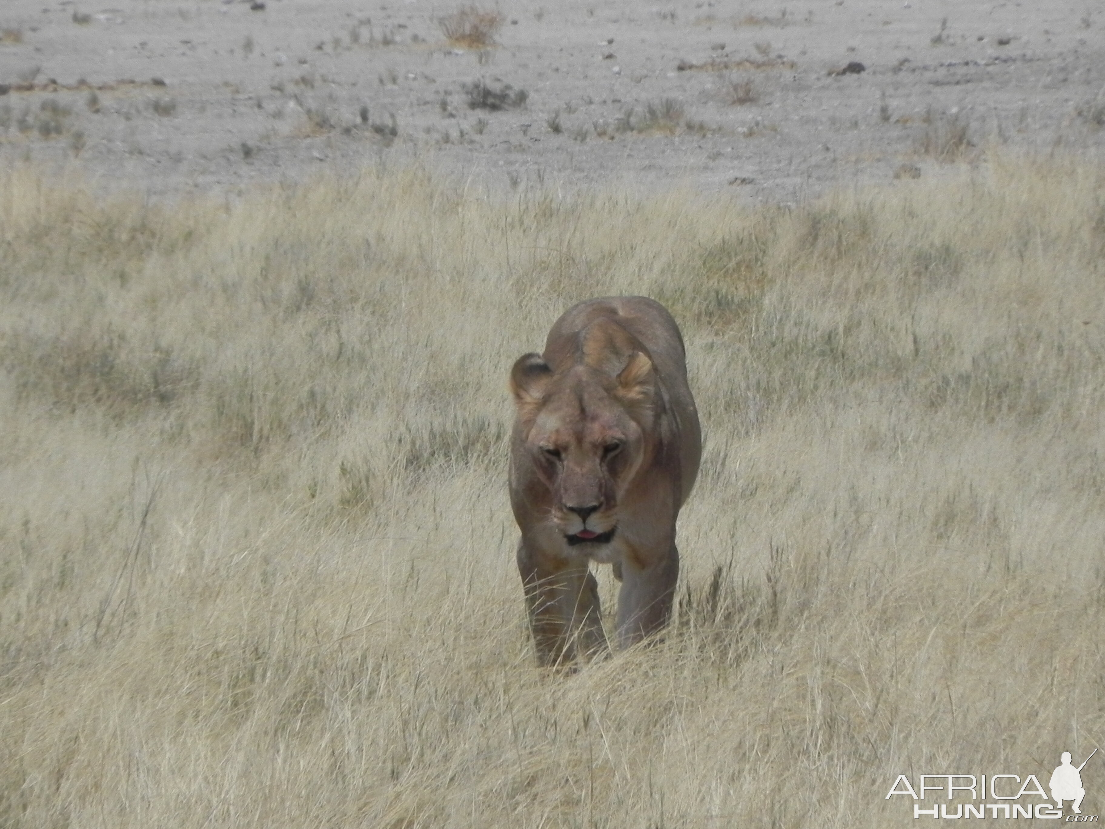 Lion Etosha Namibia