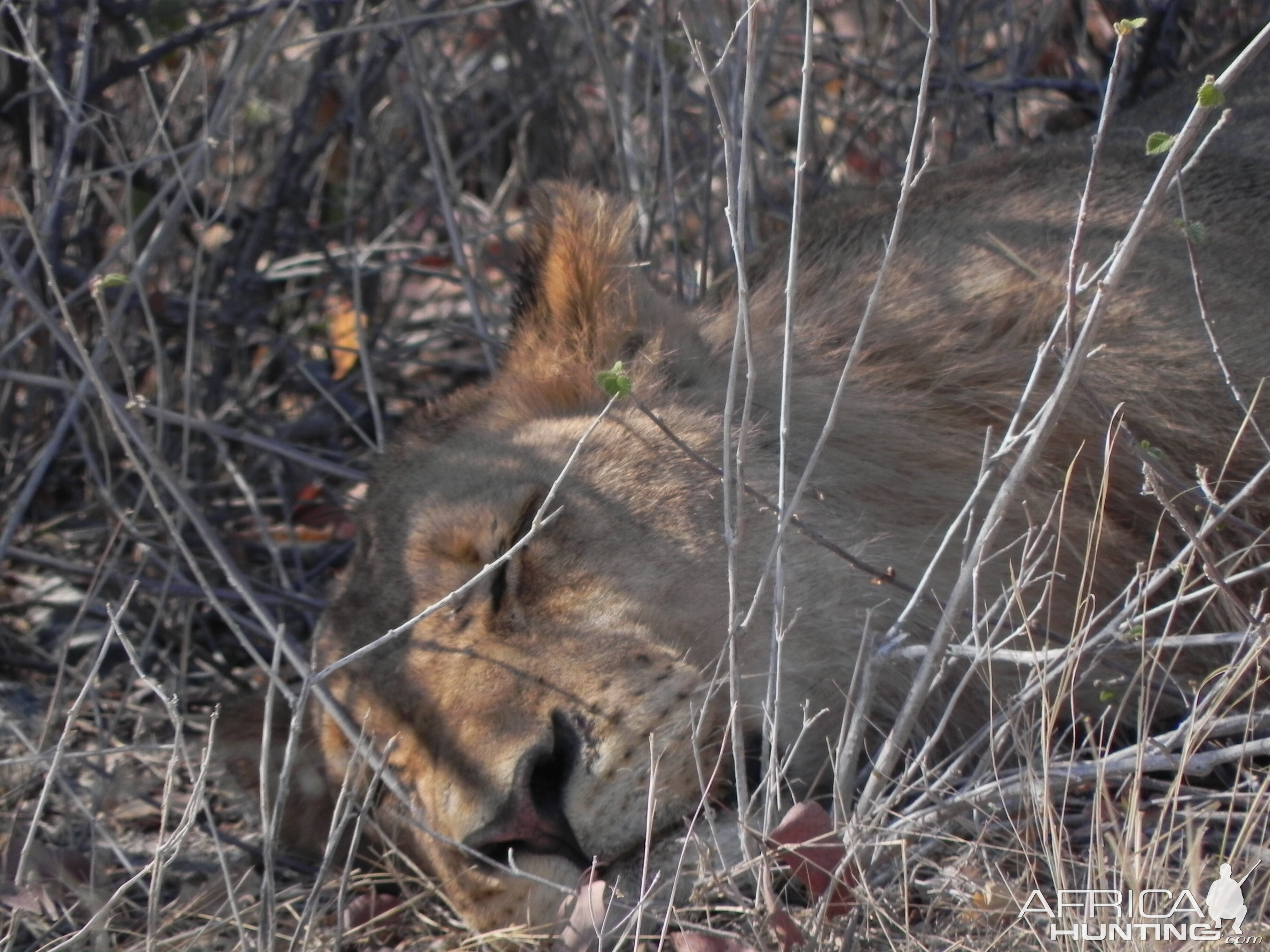 Lion Etosha Namibia