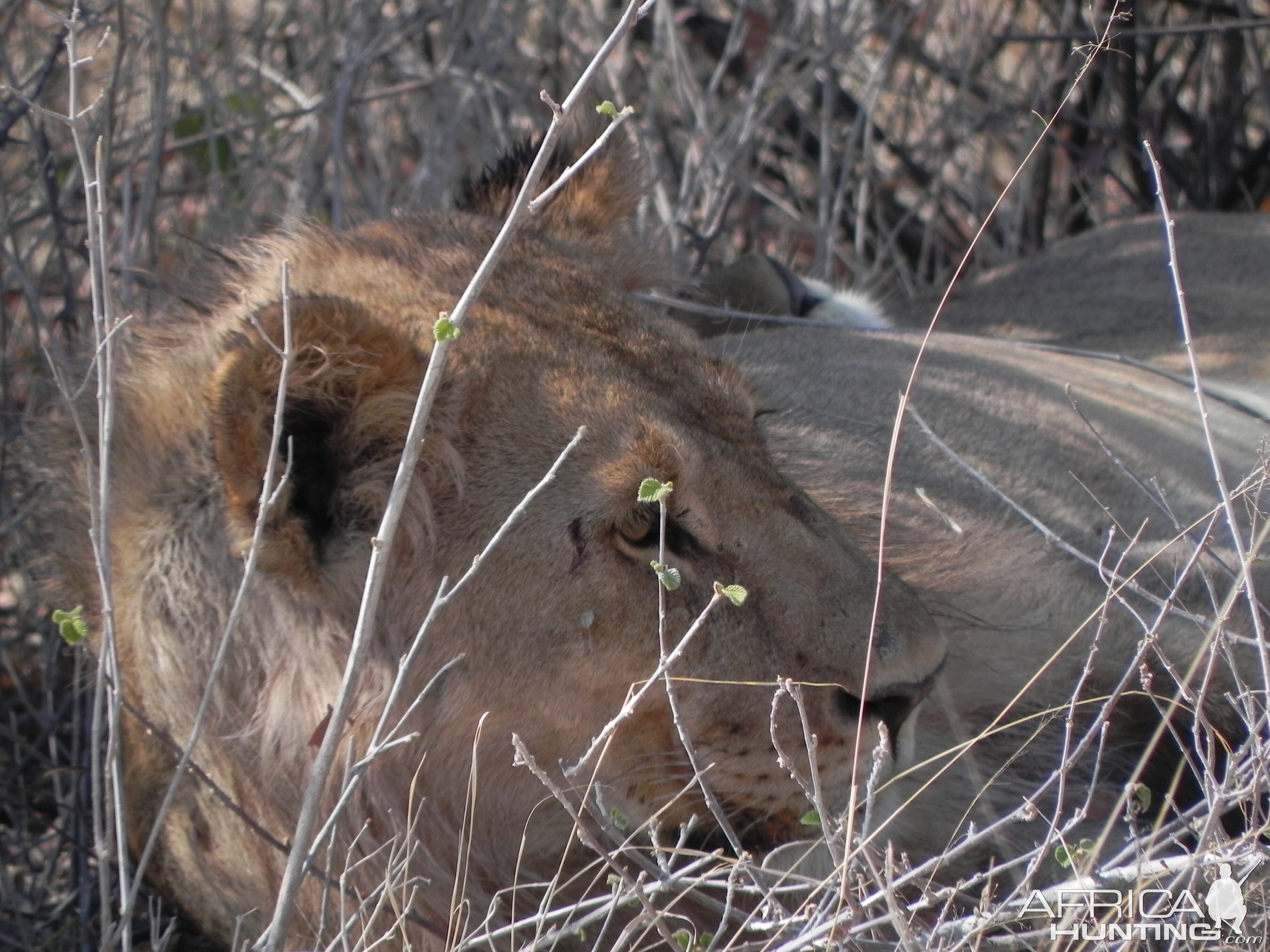 Lion Etosha Namibia