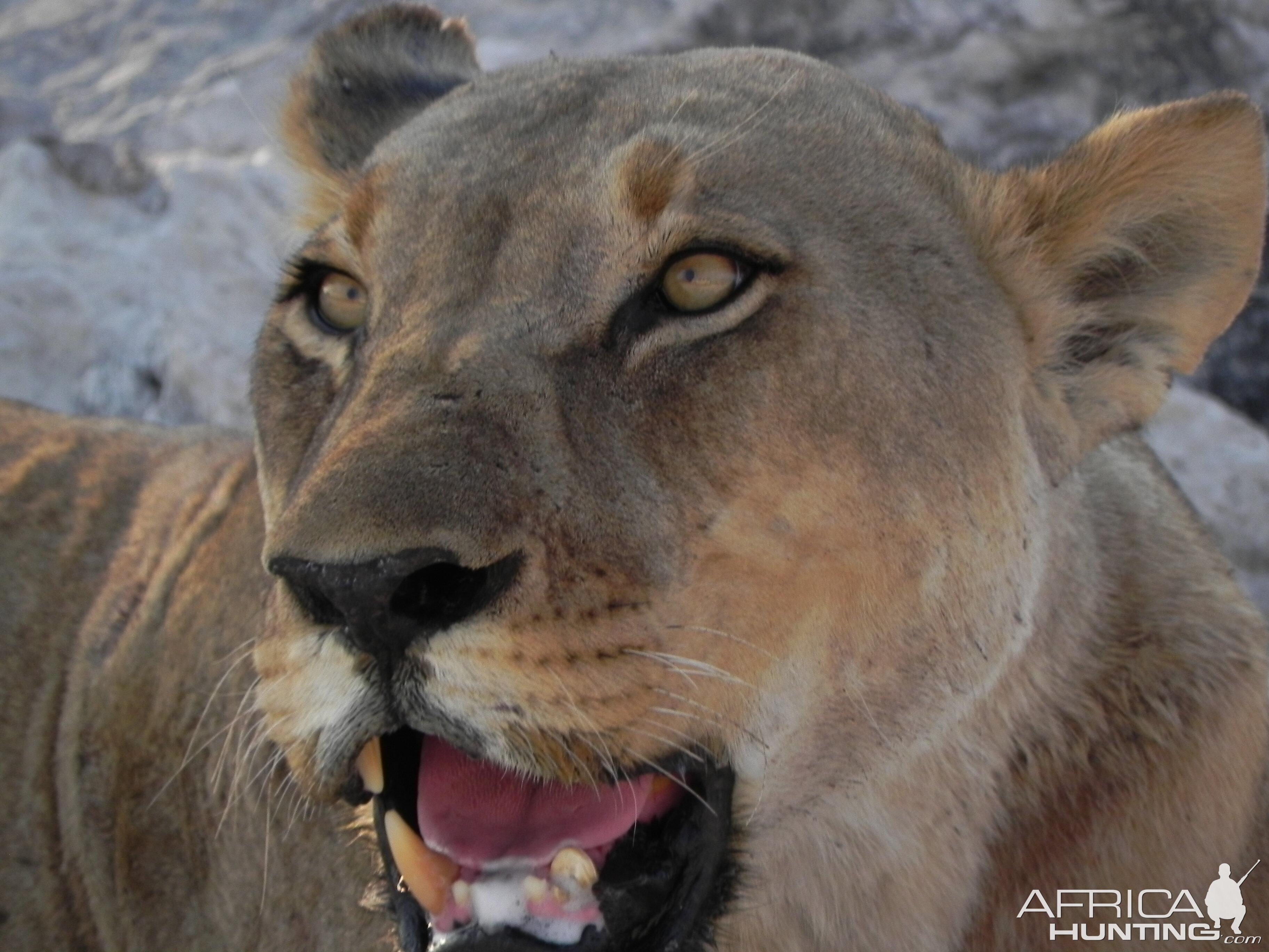 Lion Etosha Namibia