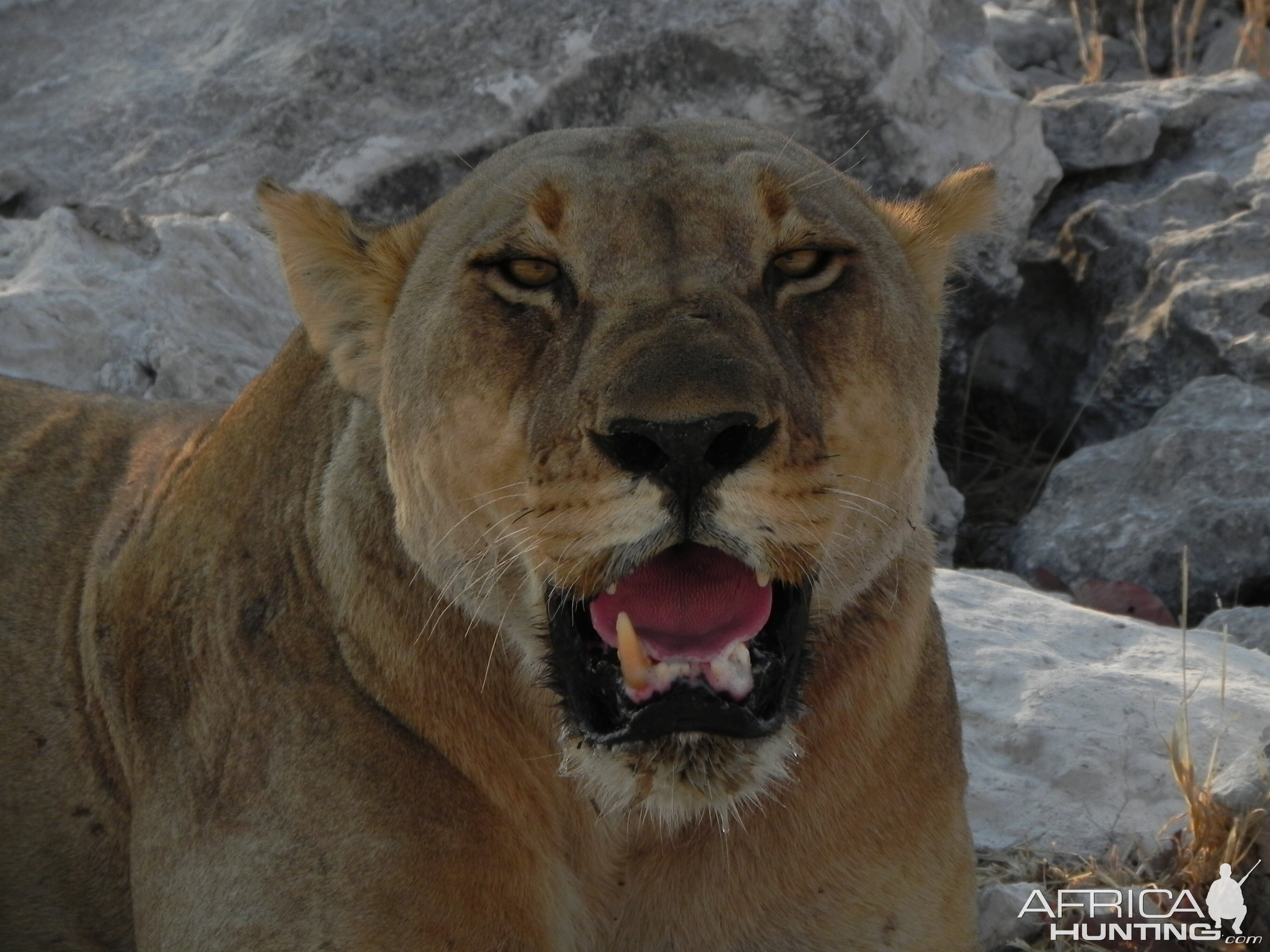 Lion Etosha Namibia