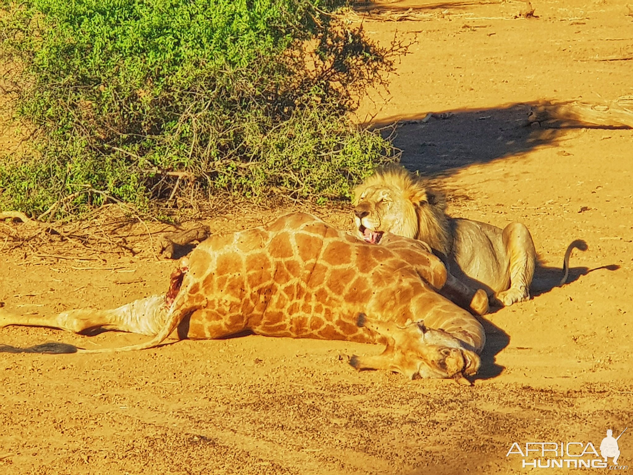 Lion Feeding Khaudum National Park Namibia