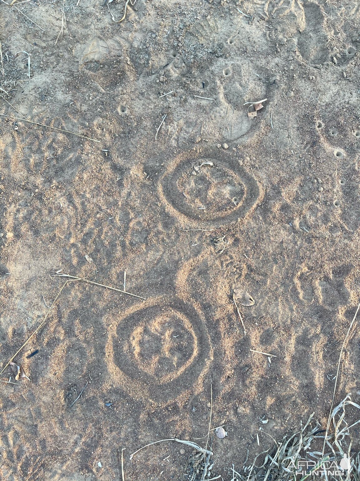 Lion Footprints | AfricaHunting.com