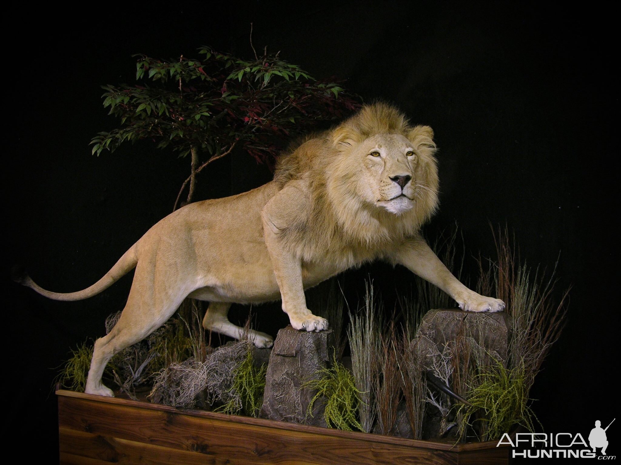 Lion Full Mount Pedestal Taxidermy
