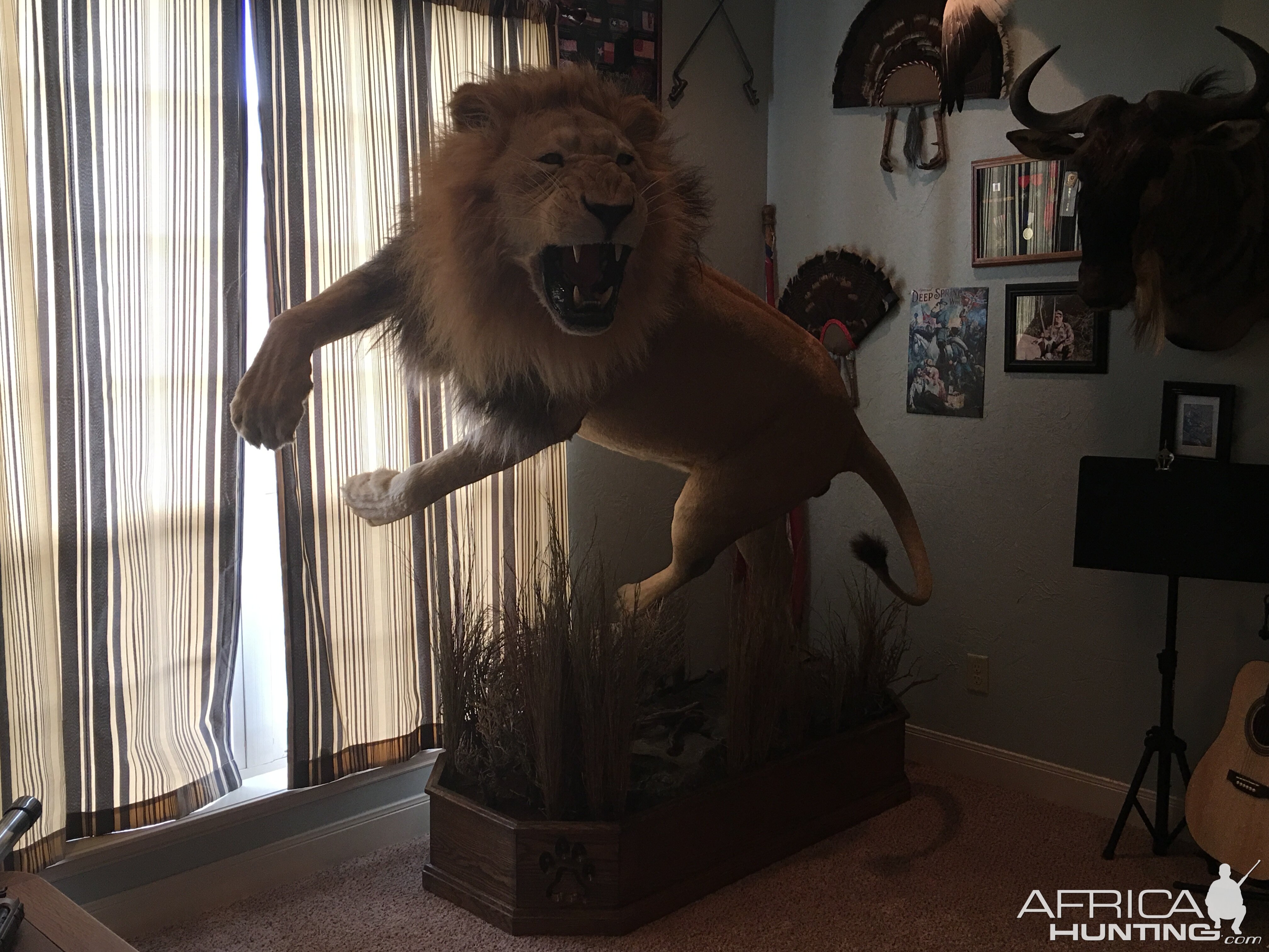 Lion Full Mount Taxidermy