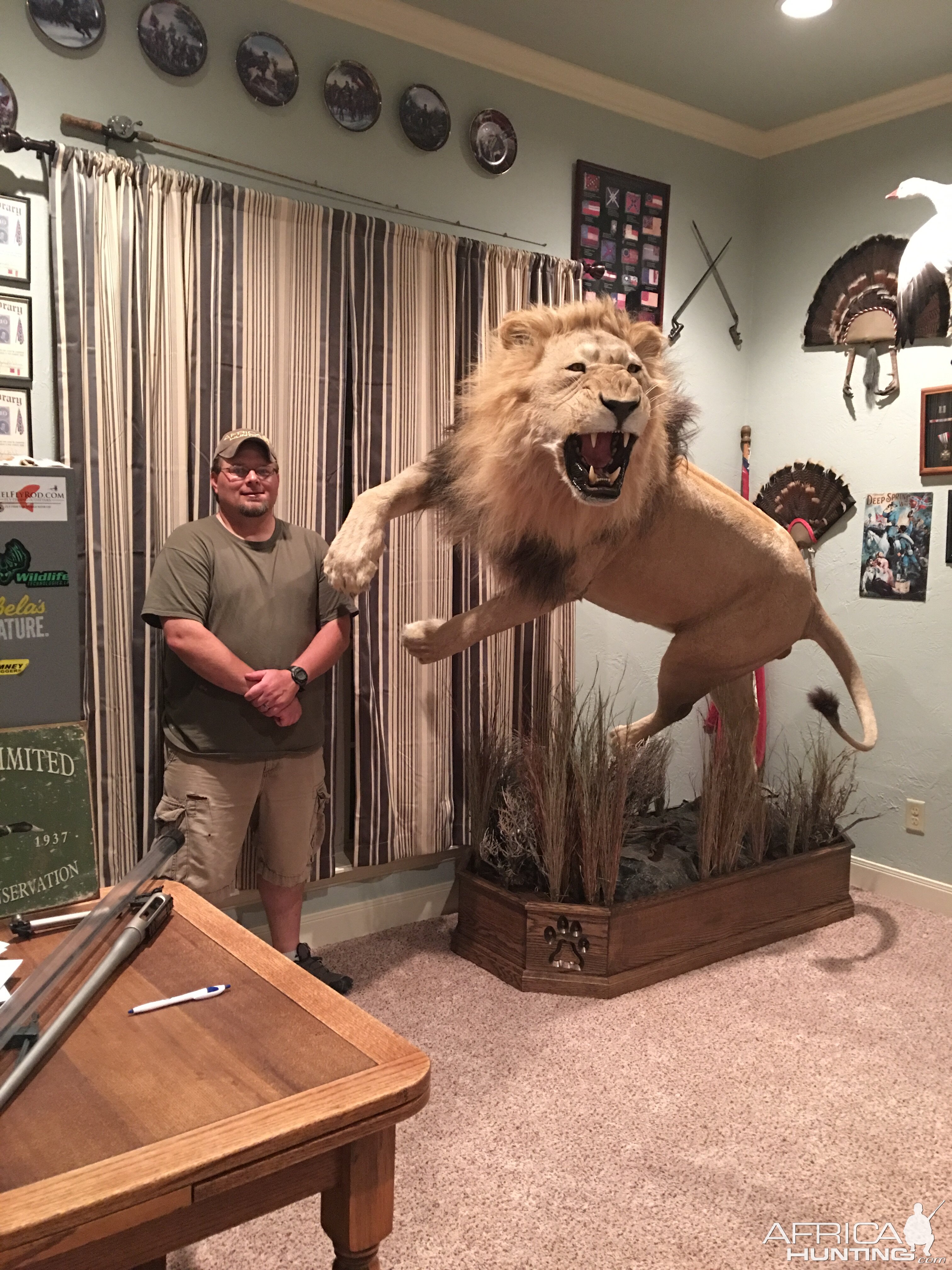 Lion Full Mount Taxidermy