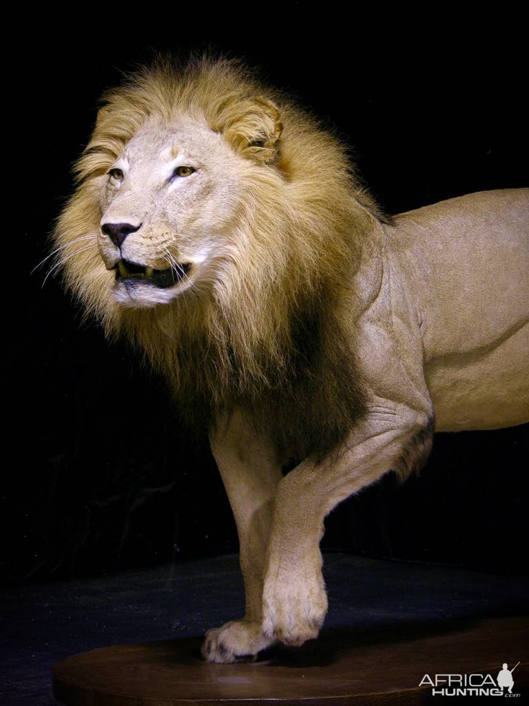 Lion Full Mount Taxidermy