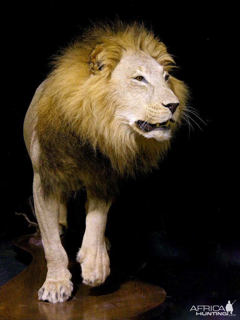 Lion Full Mount Taxidermy