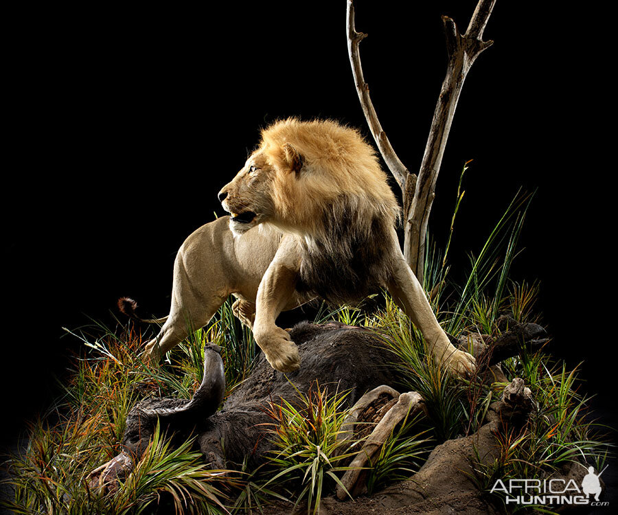 Lion Full Mount Taxidermy