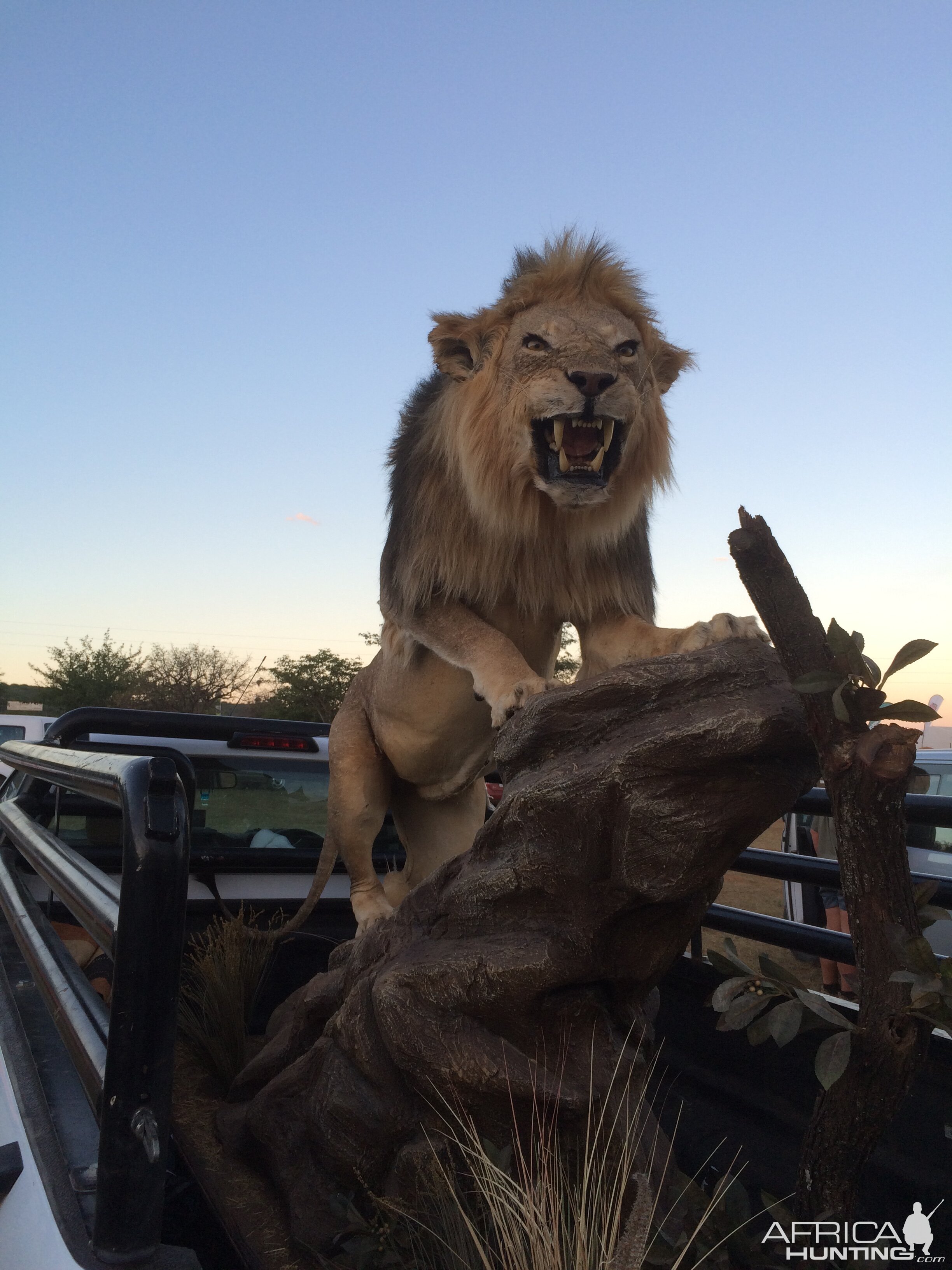 Lion Full Mount Taxidermy