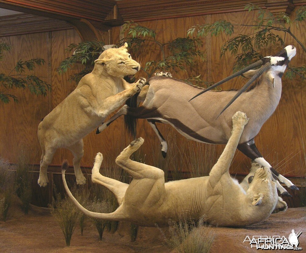 Lion Gemsbok taxidermy scene by The Artistry of Wildlife