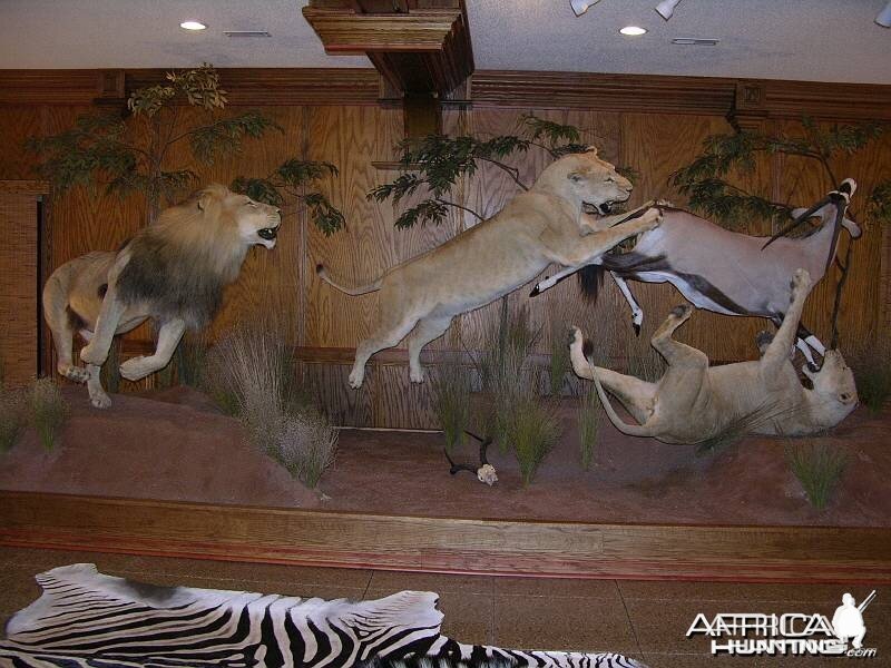 Lion Gemsbok taxidermy scene by The Artistry of Wildlife