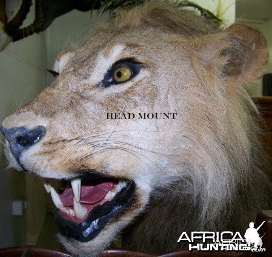 Lion head mount Nyaka Taxidermy