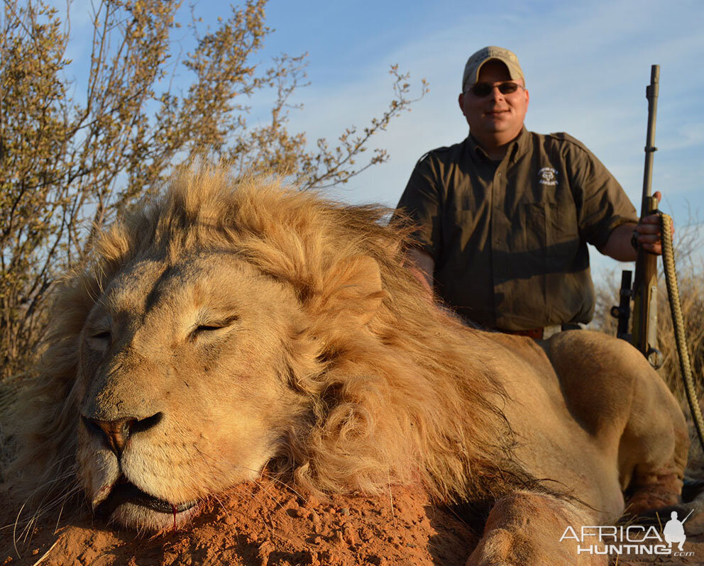 Lion Hunt Kalahari South Africa | AfricaHunting.com