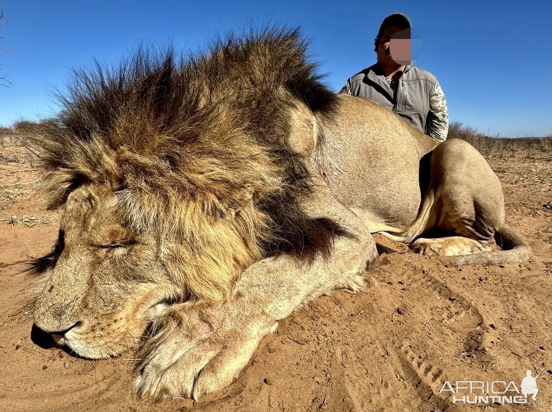 Lion Hunt Kalahari South Africa