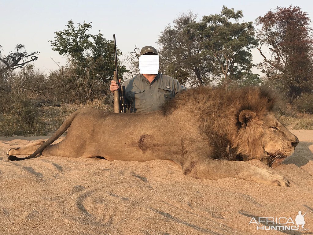 Lion Hunt South Africa | AfricaHunting.com