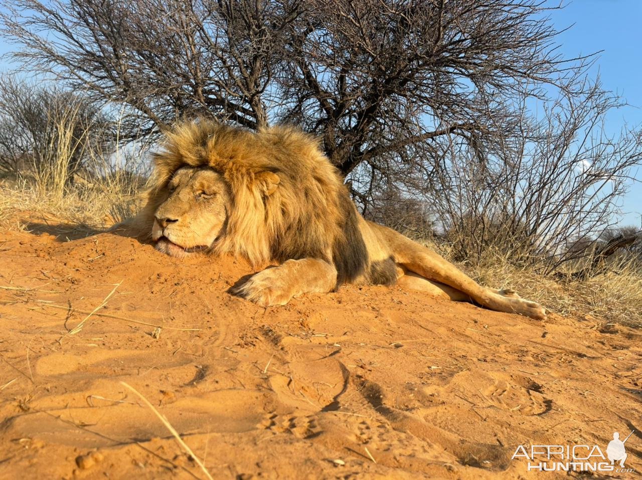 Lion Hunt South Africa | AfricaHunting.com