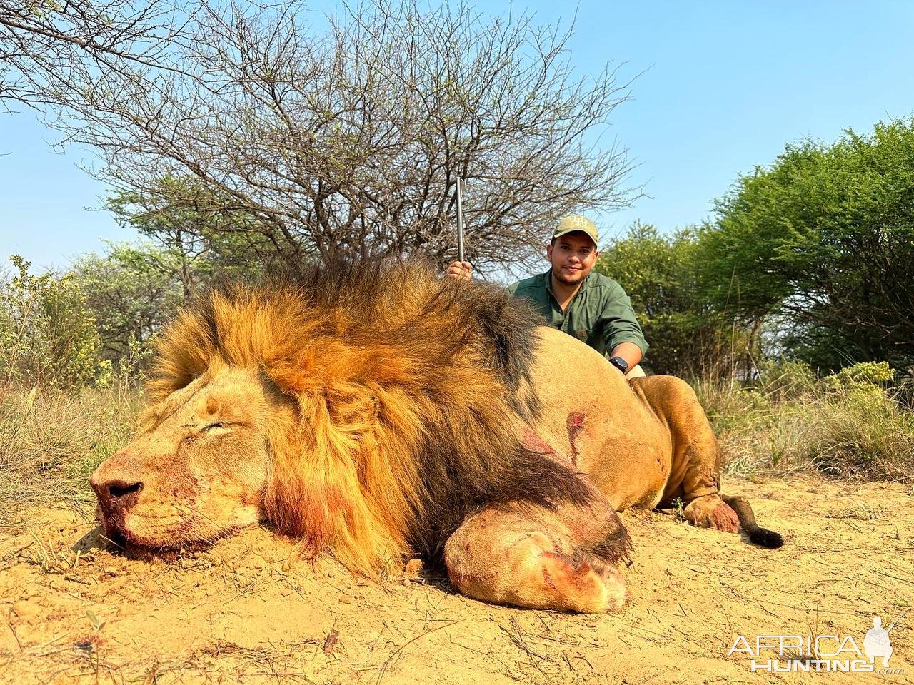 Lion Hunt South Africa | AfricaHunting.com