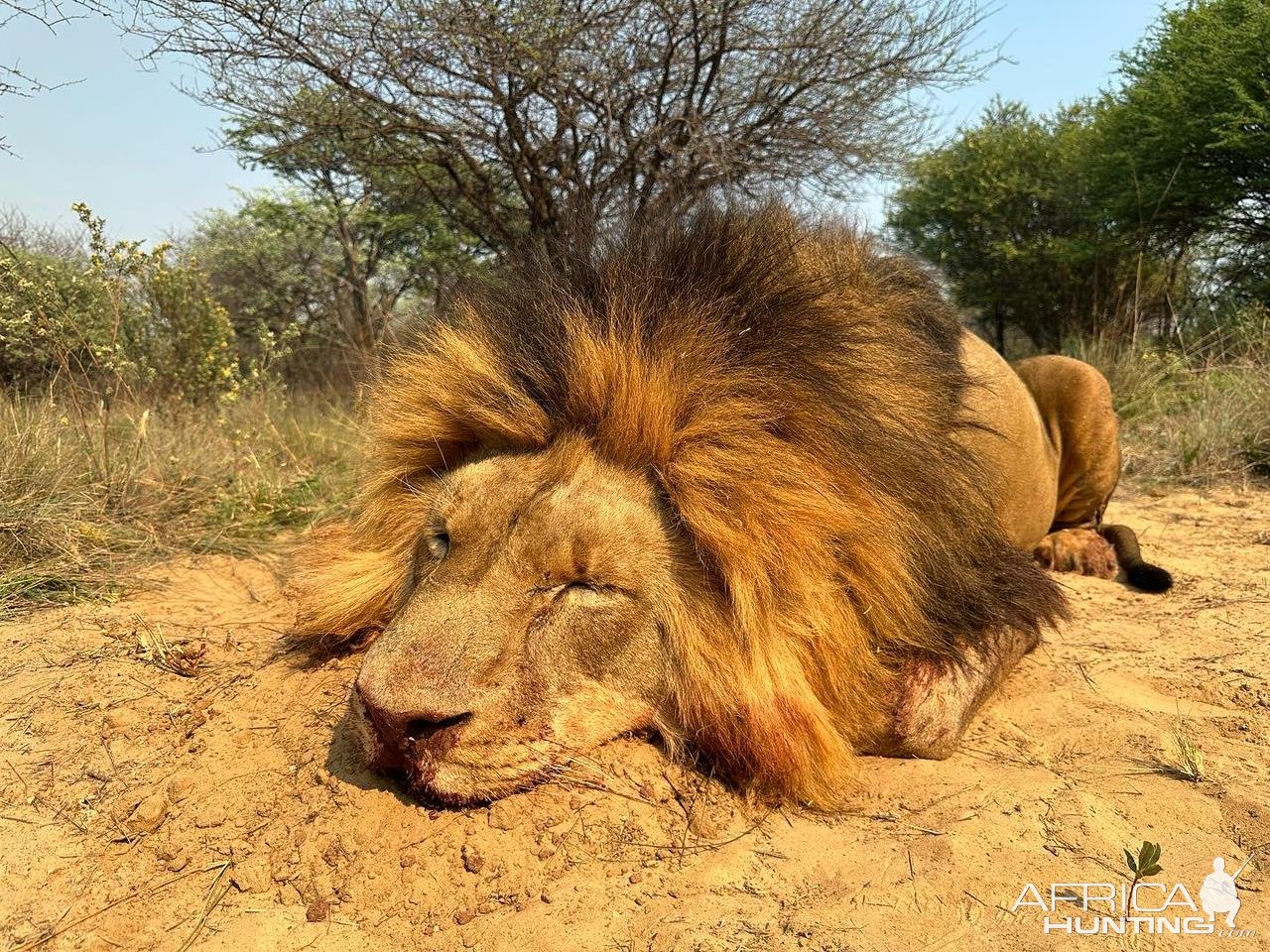 Lion Hunt South Africa | AfricaHunting.com