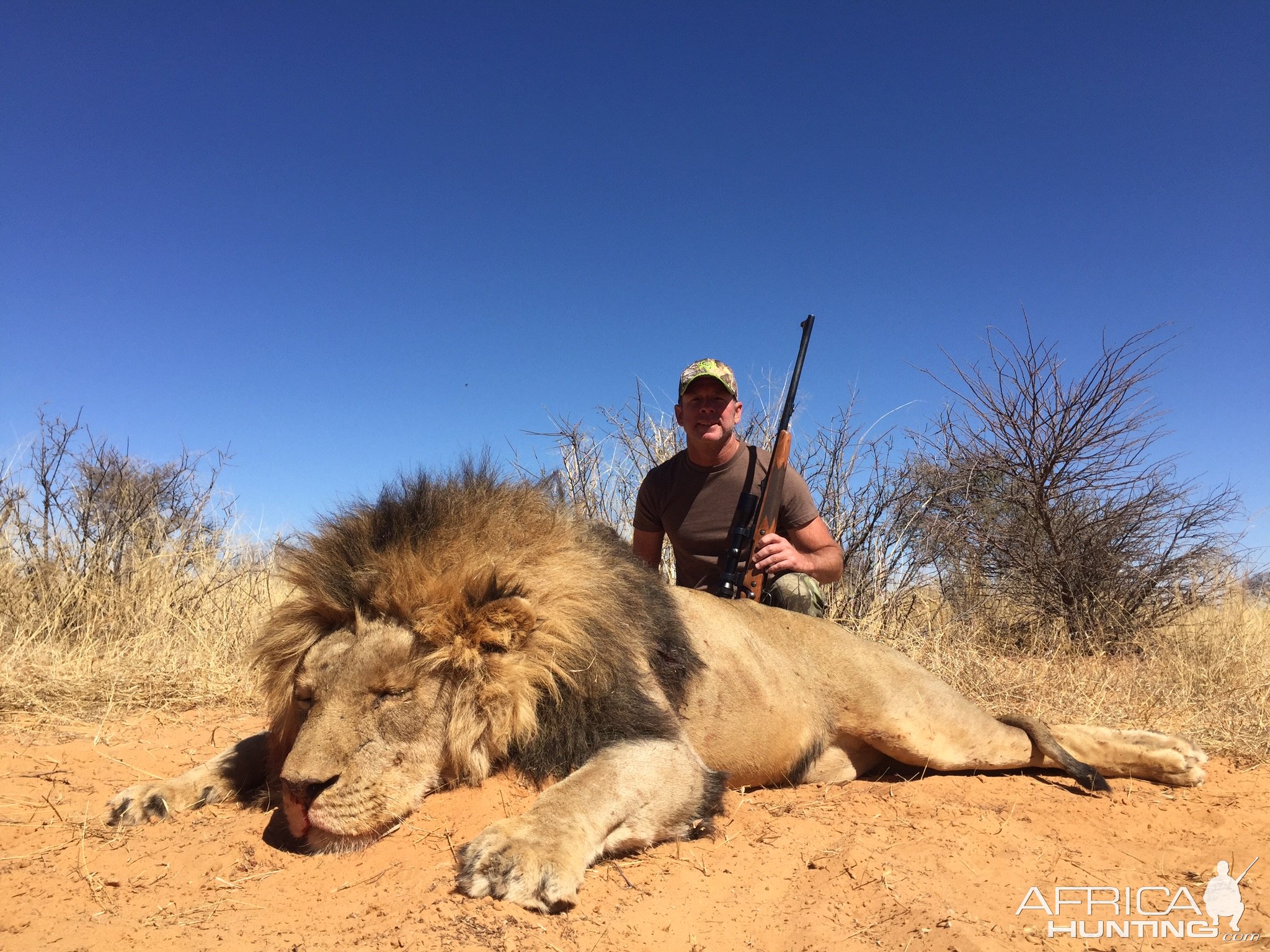 Lion Hunt South Africa | AfricaHunting.com