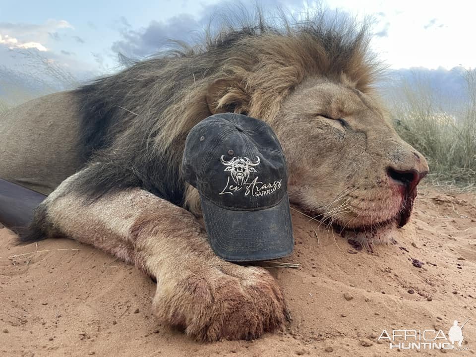 Lion Hunt South Africa | AfricaHunting.com