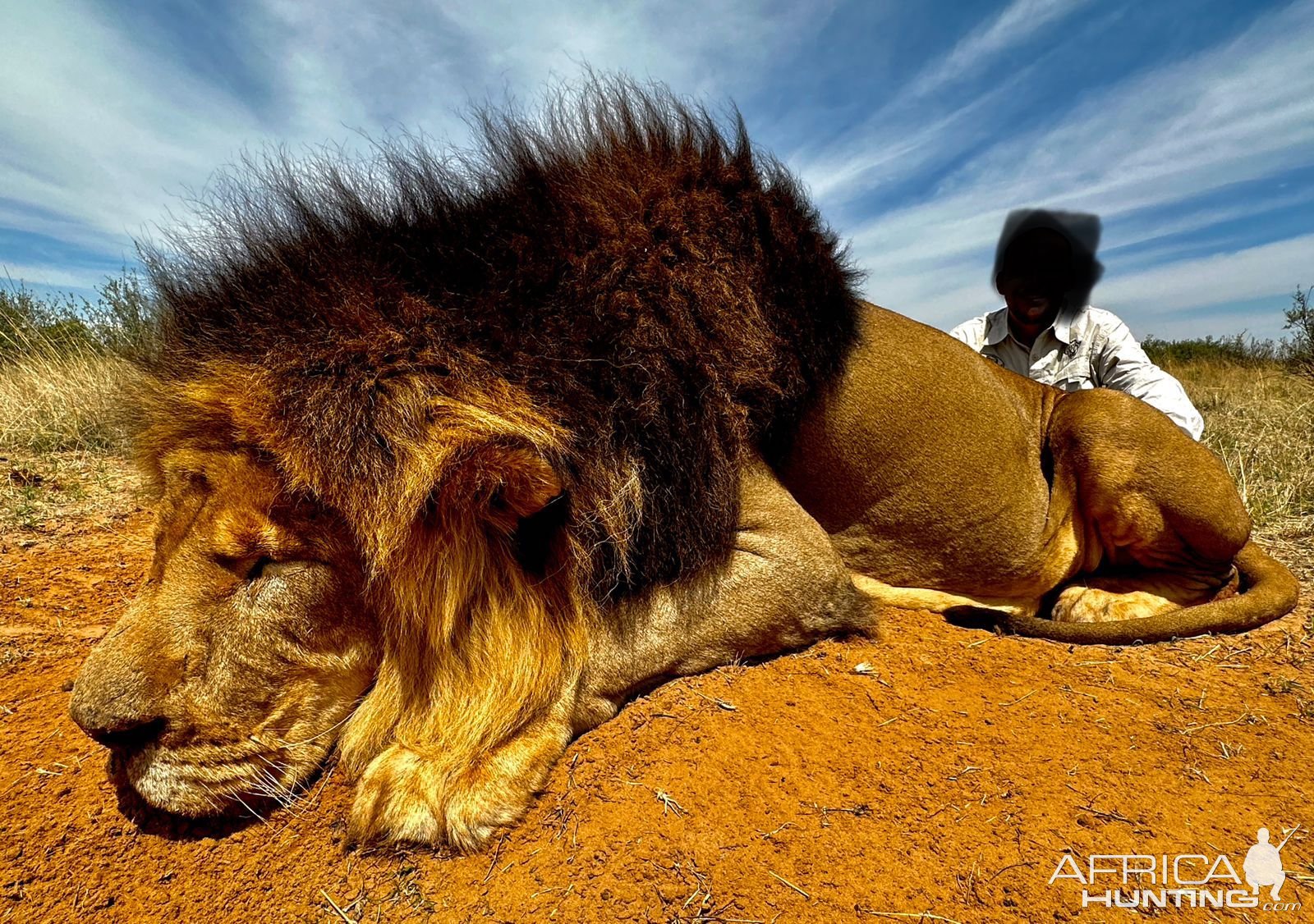 Lion Hunt South Africa | AfricaHunting.com