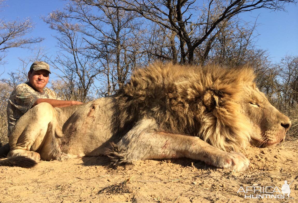 Lion Hunt South Africa | AfricaHunting.com