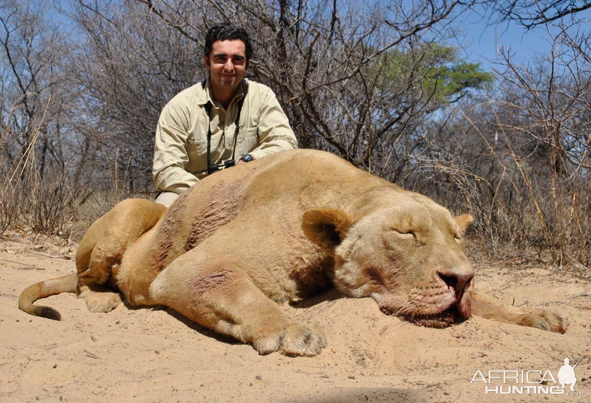 Lion Hunt South Africa | AfricaHunting.com