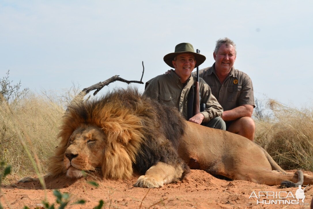 Lion Hunt South Africa Kalahari 2022 Starting At US$6,000