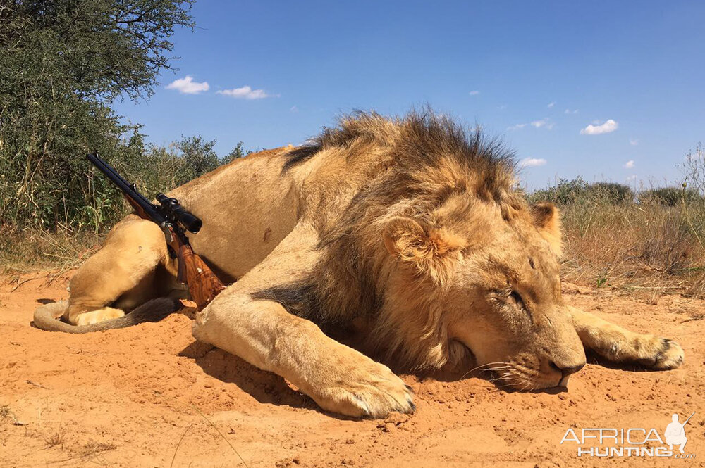 Lion Hunt Zimbabwe | AfricaHunting.com