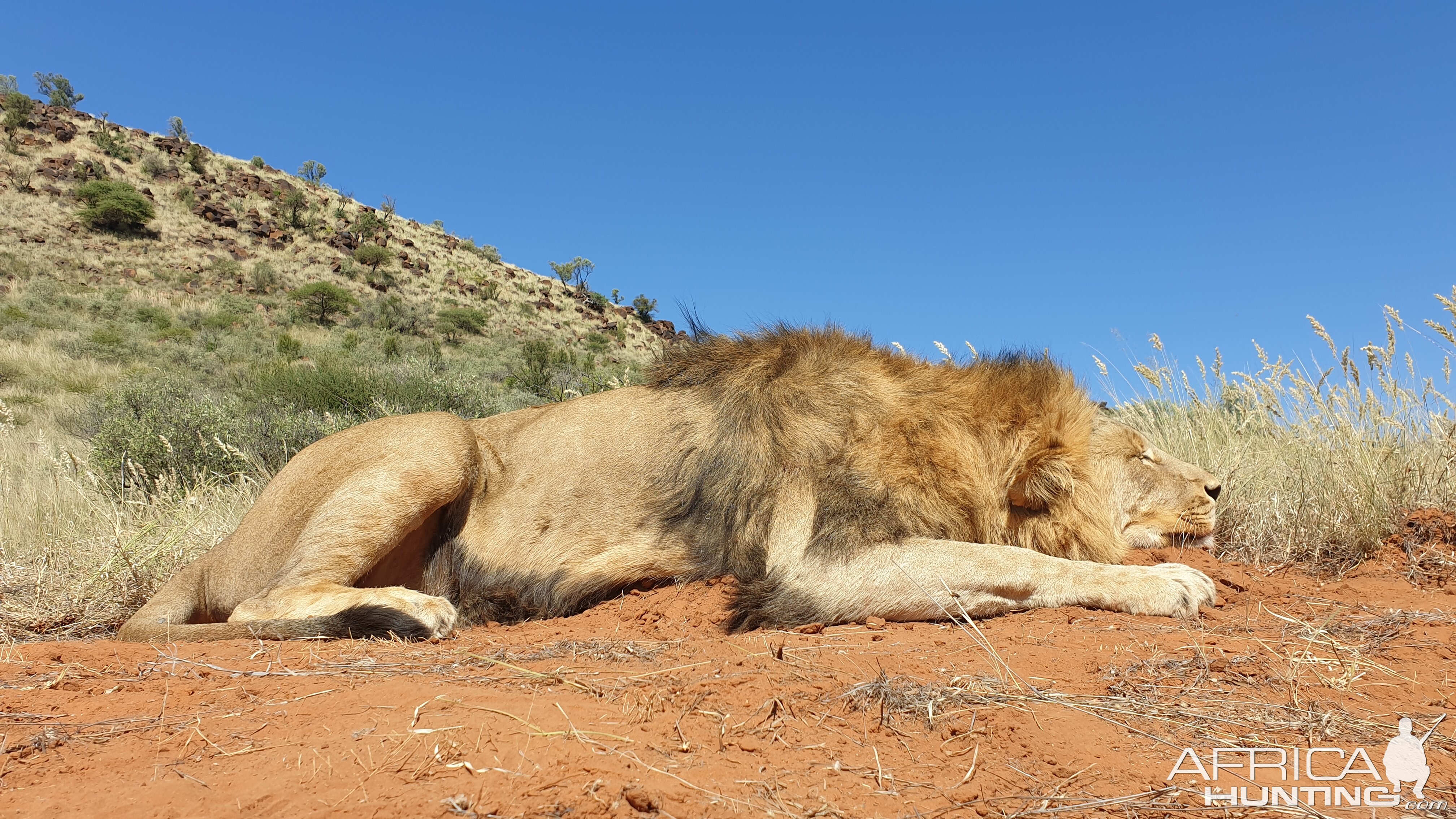 Lion Hunt | AfricaHunting.com