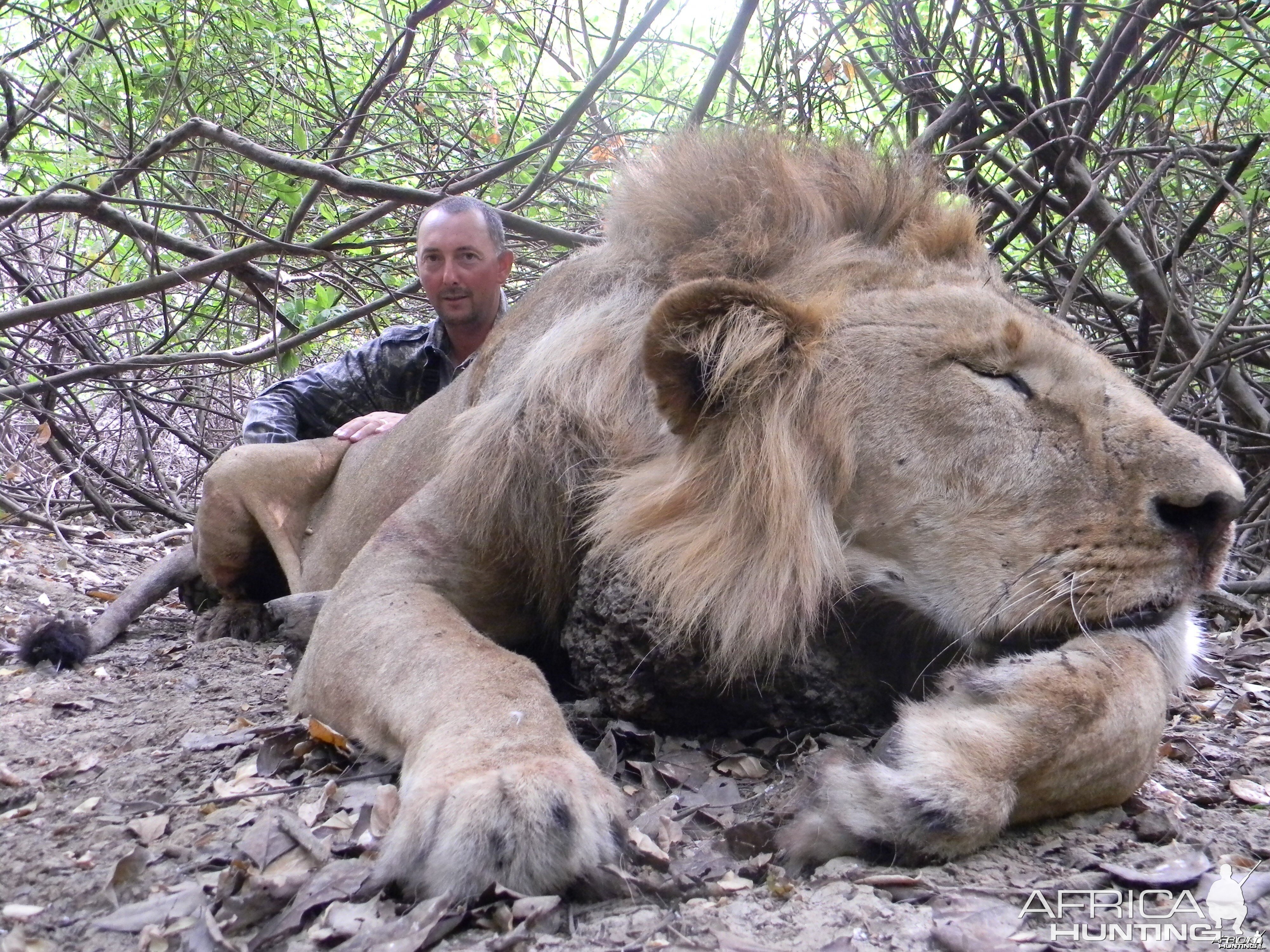 Lion hunted in Benin with Club Faune