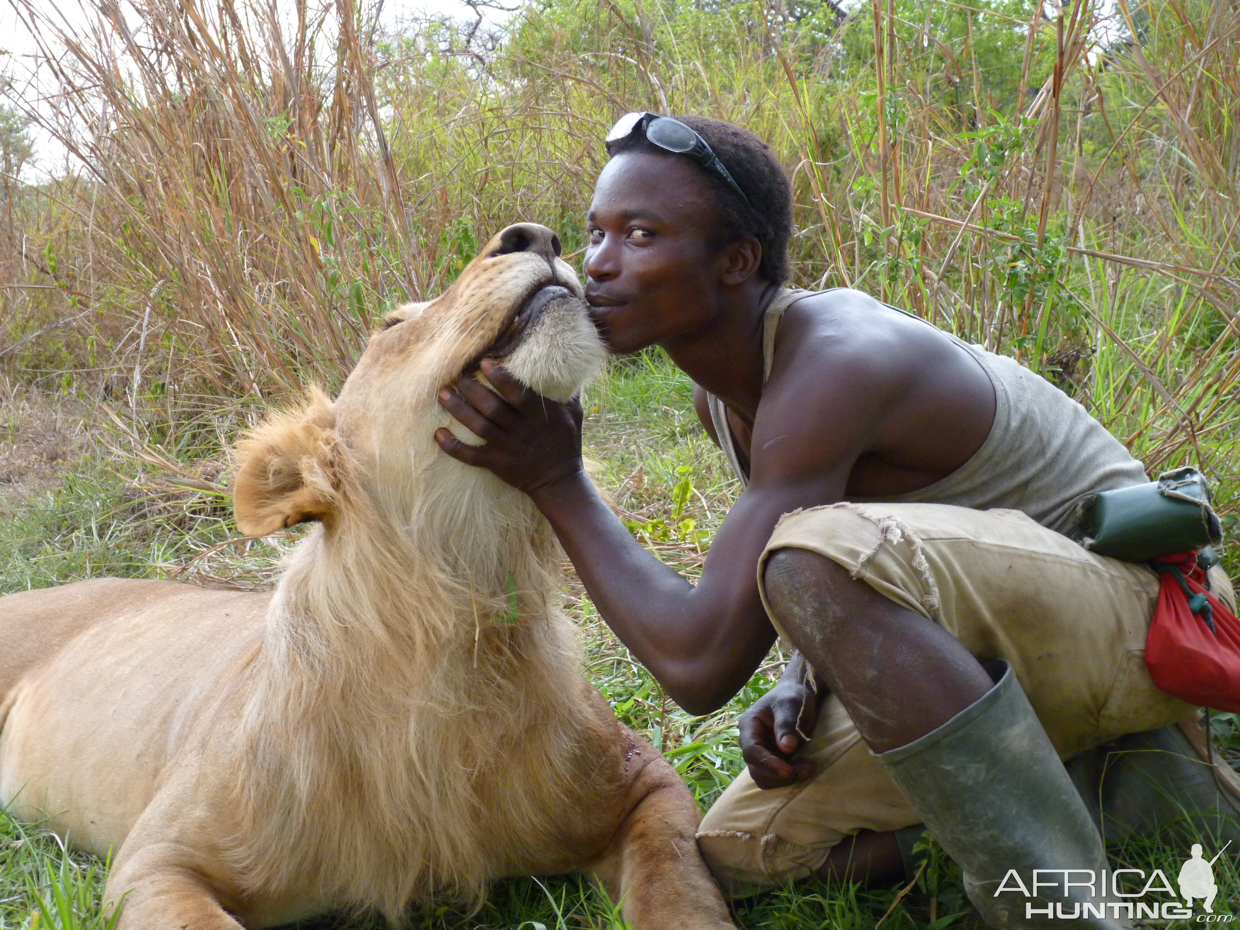 Lion hunted in CAR