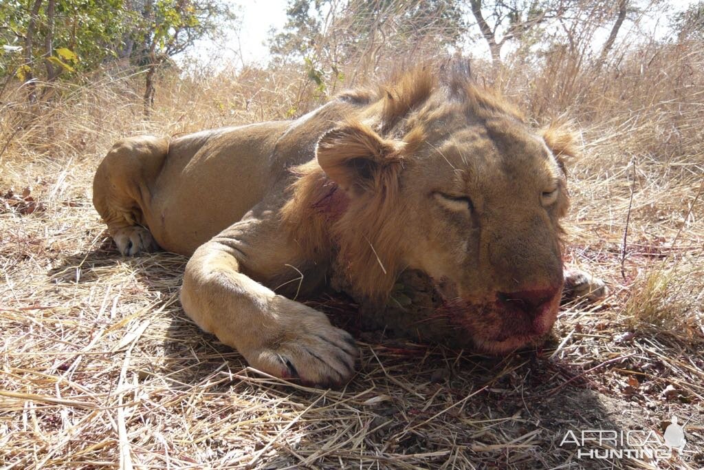 Lion Hunting Burkina Faso