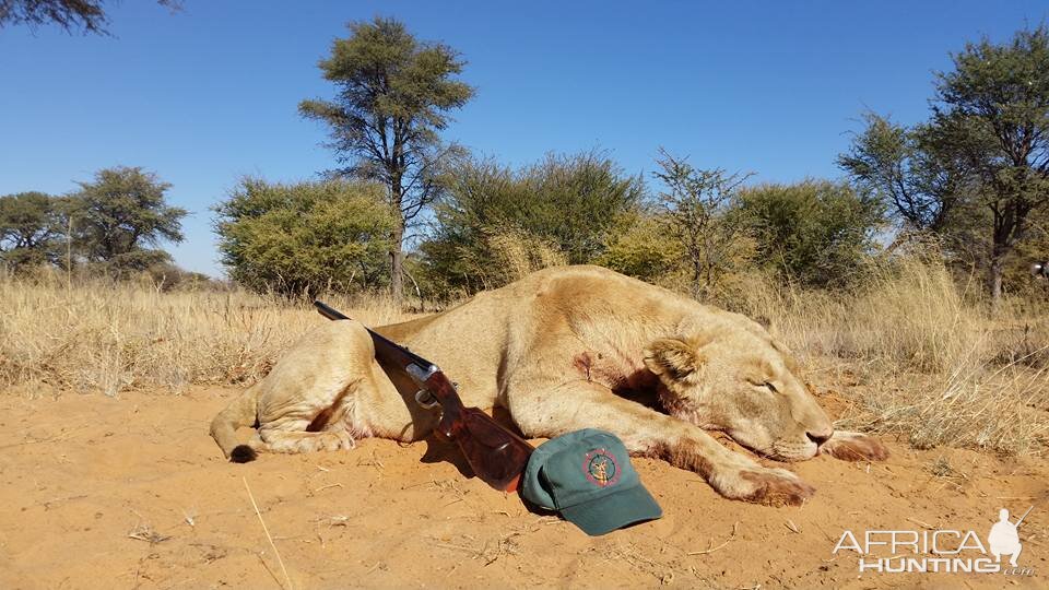 Lion Hunting South Africa