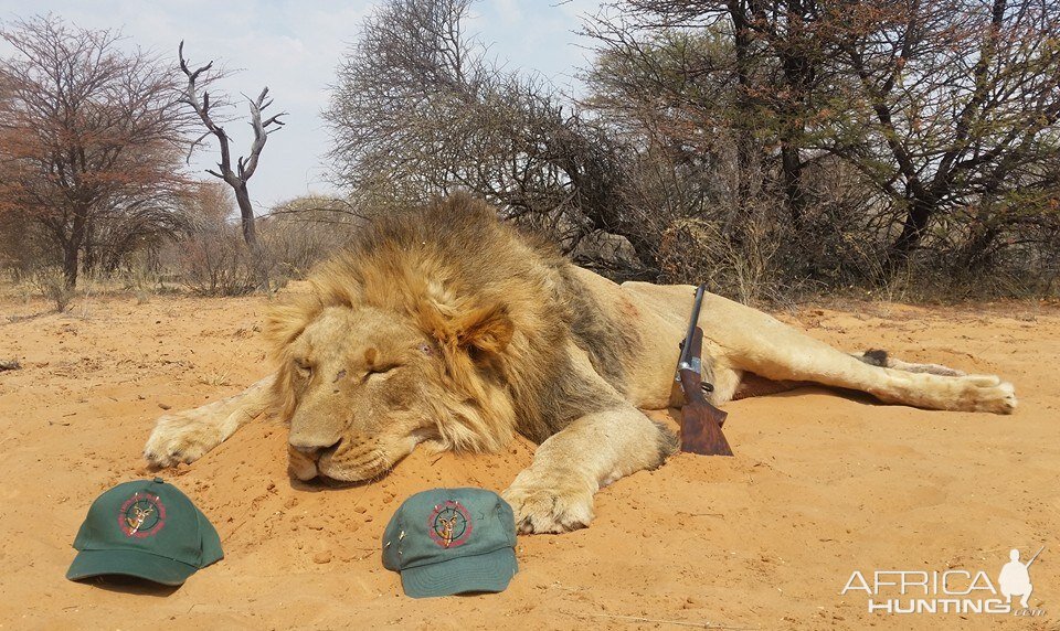 Lion Hunting South Africa | AfricaHunting.com